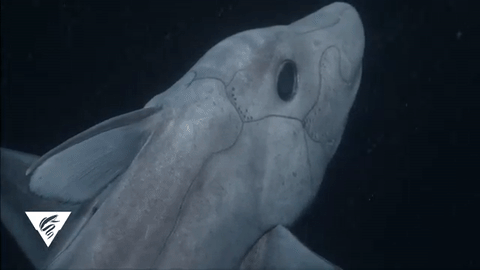 MBARI recently captured a modern ghost shark on video. 