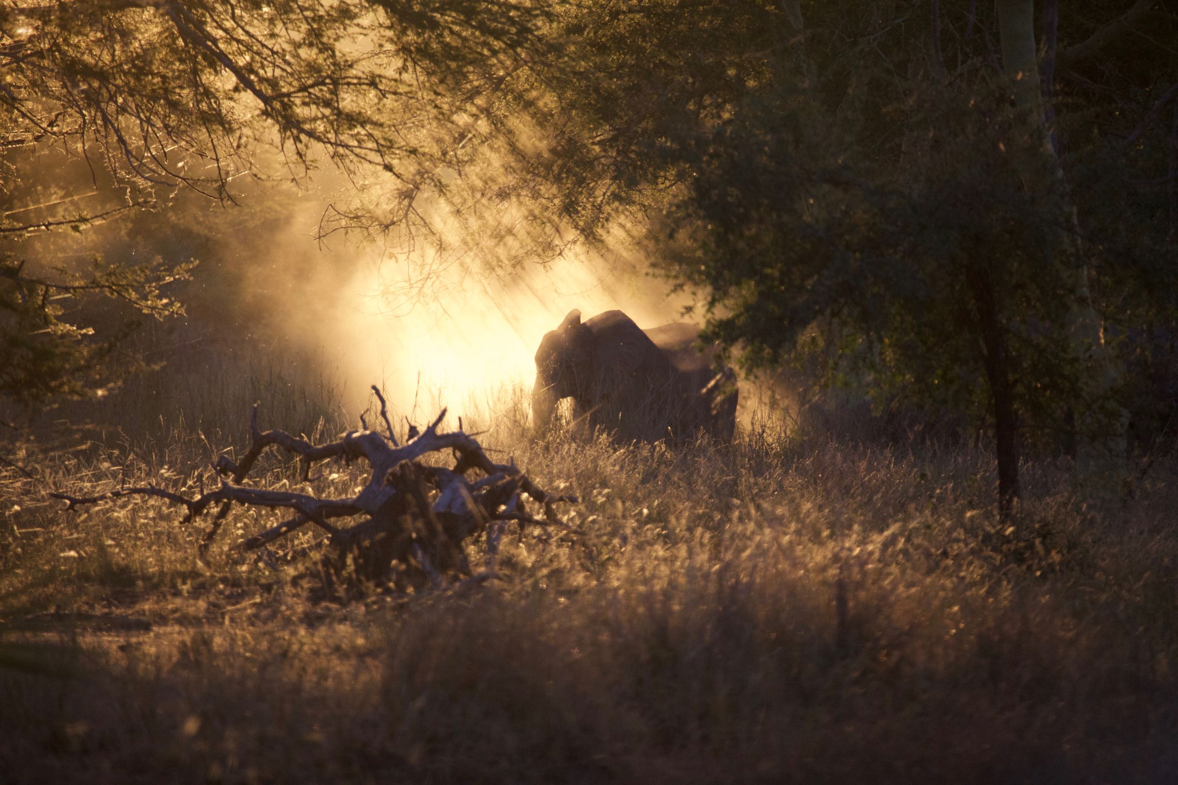 Elephants feed at sunset in Gorongosa National Park, Mozambique. 