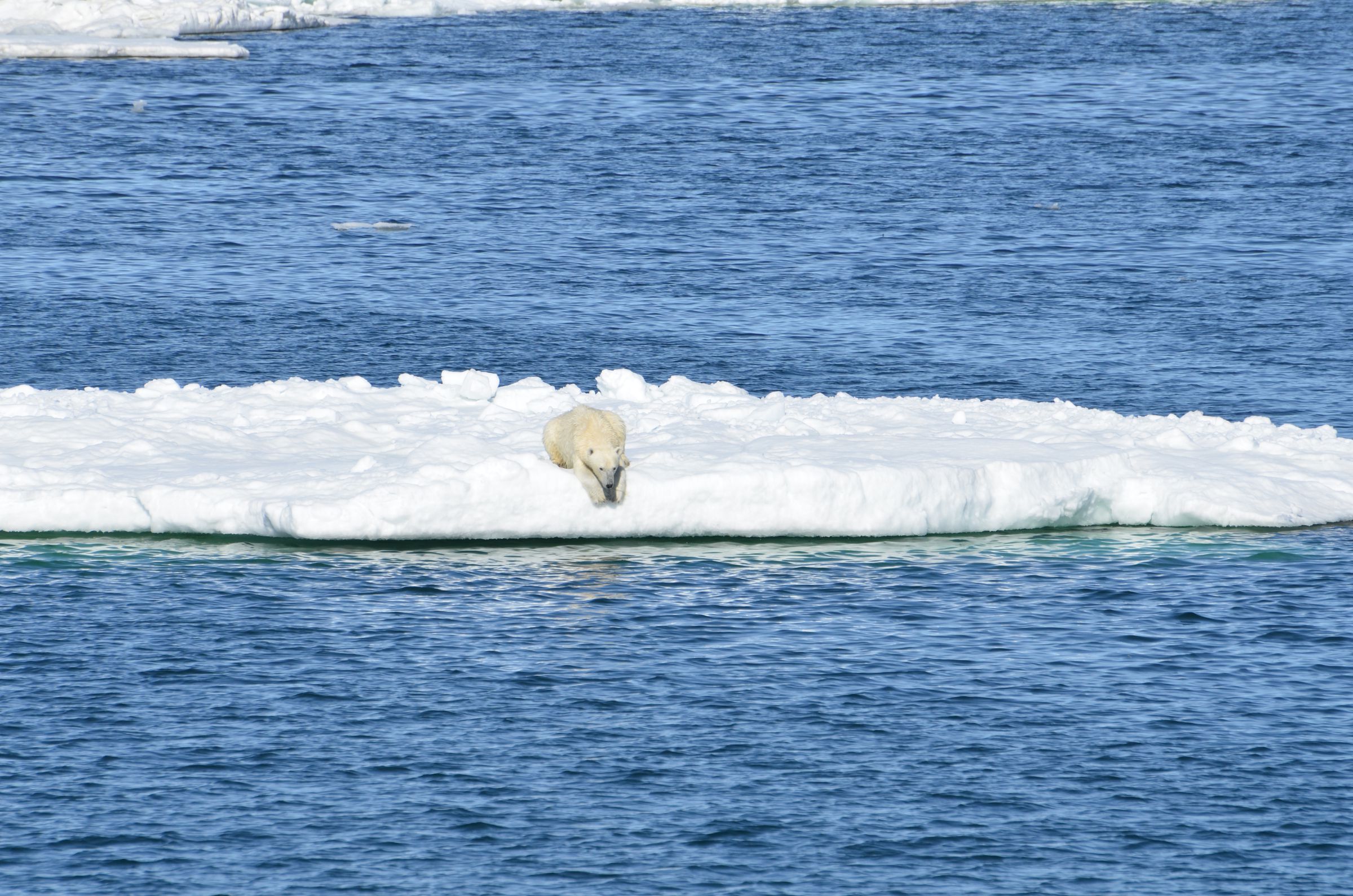 Polar bear on the sea ice.
