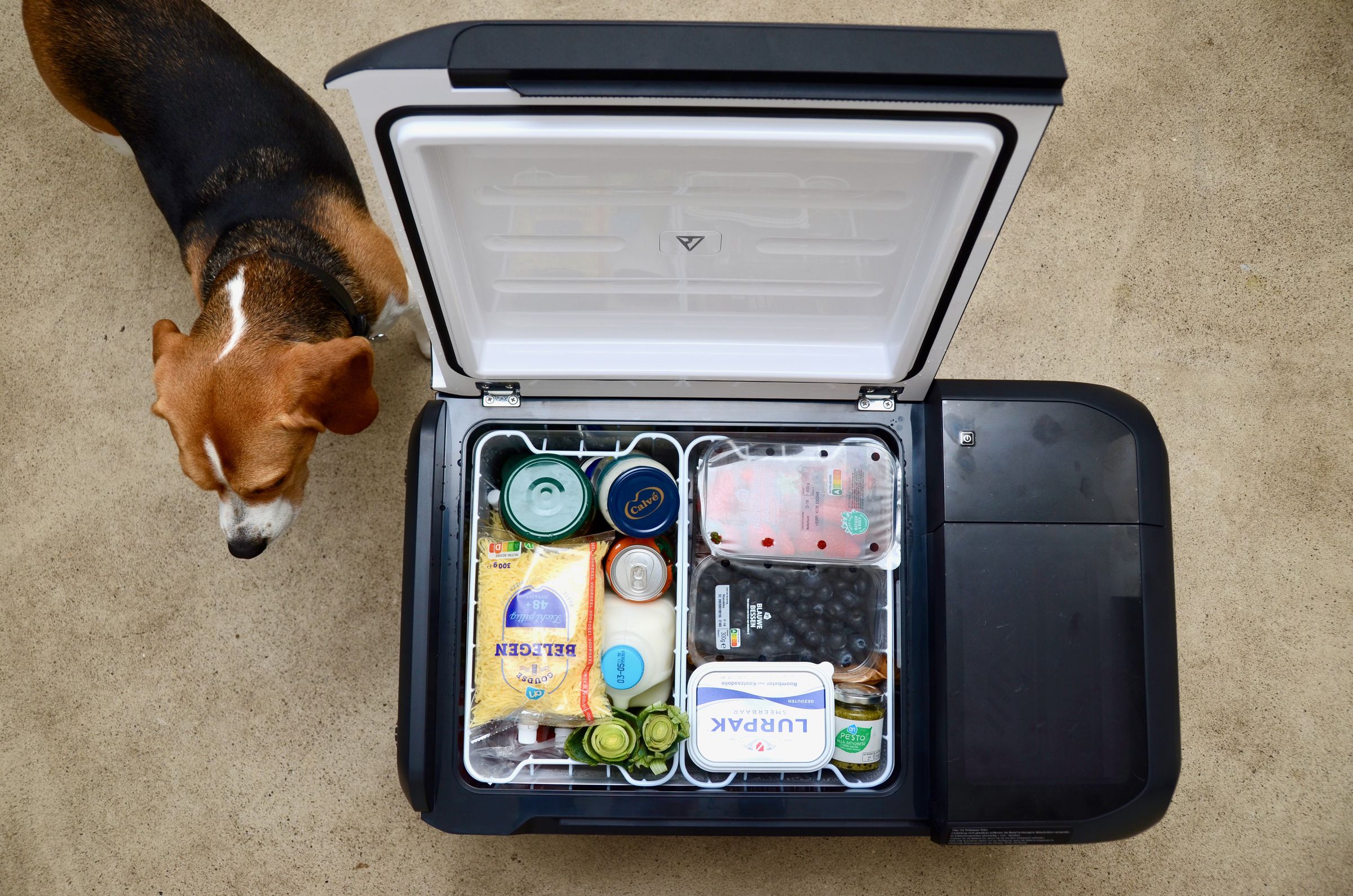 <em>Hank the beagle for scale... and because he can’t resist food at floor level.</em>