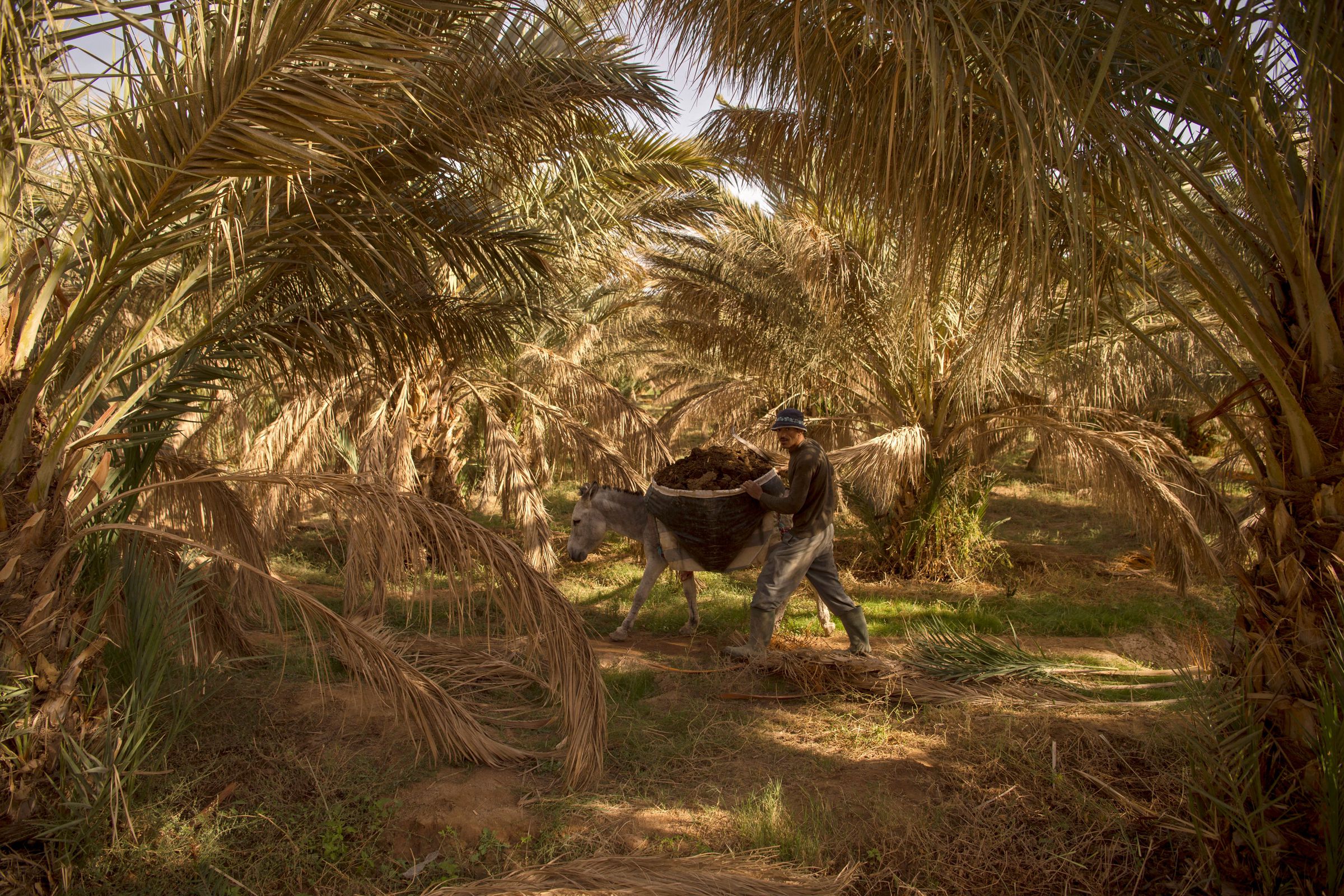 A man and donkey walk through drying palm fronds.