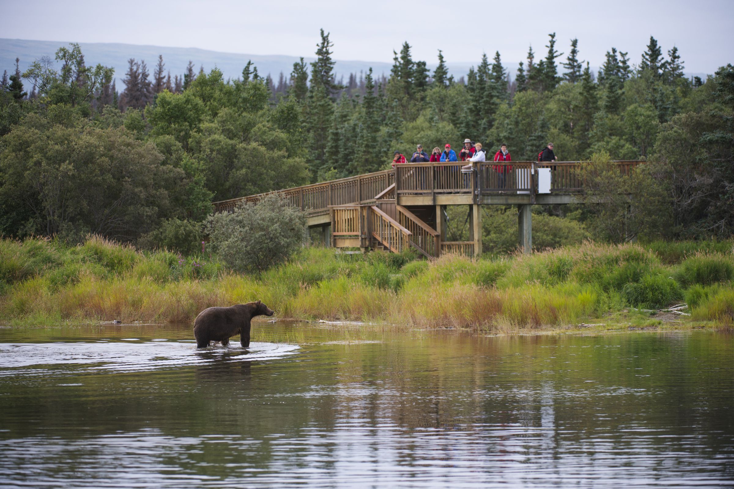 People stand on an elevated observation platform looking down at a brown bear wading along the edge of a lake.