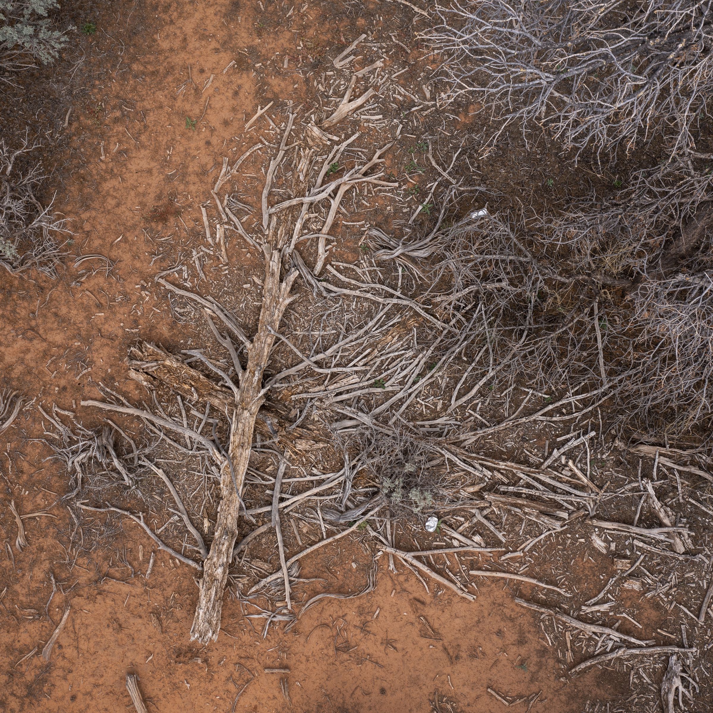 A dead tree lays in pieces on parched, brown ground.