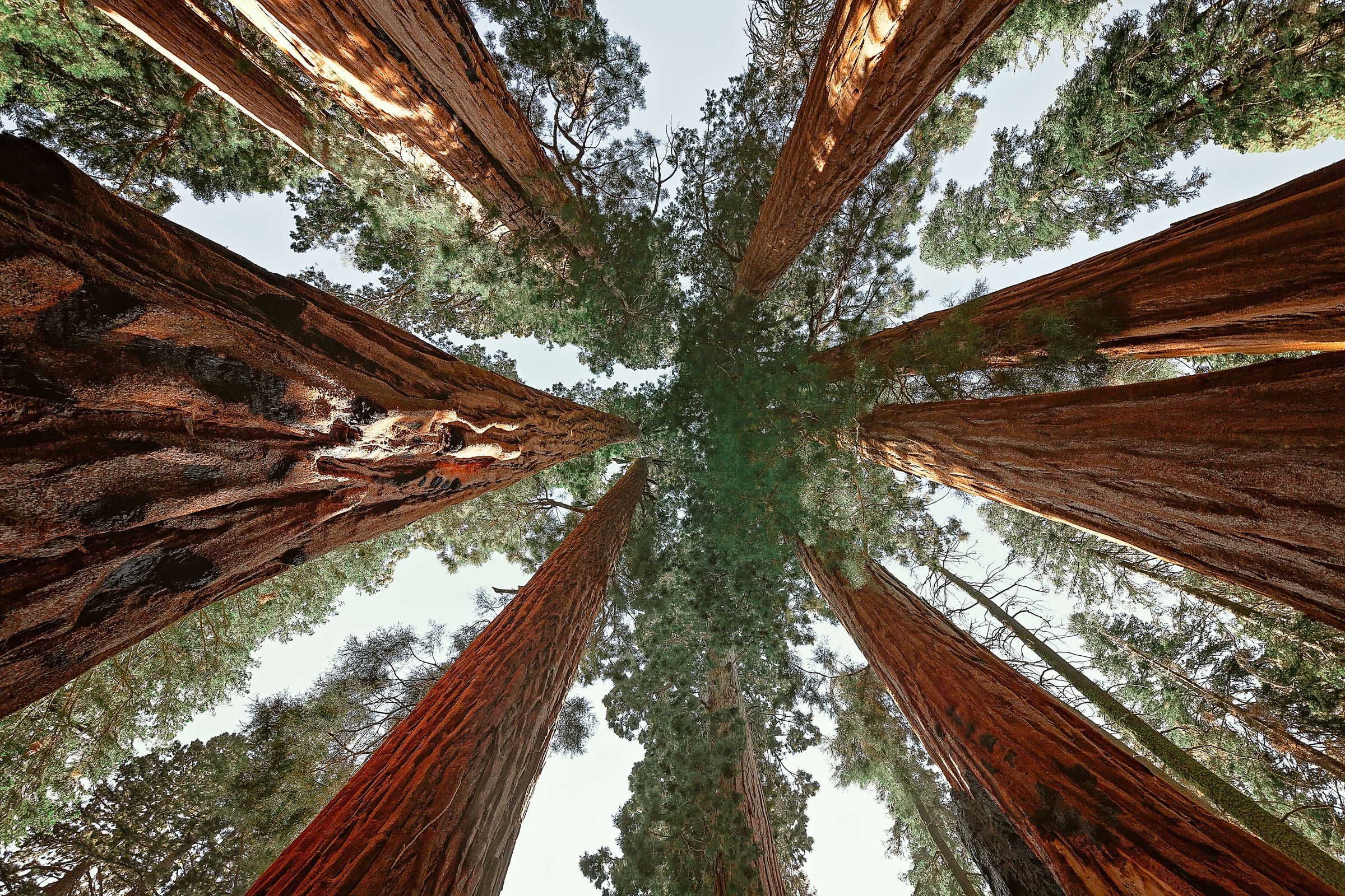 Upward view of giant sequoias in Sequoia National Park,...