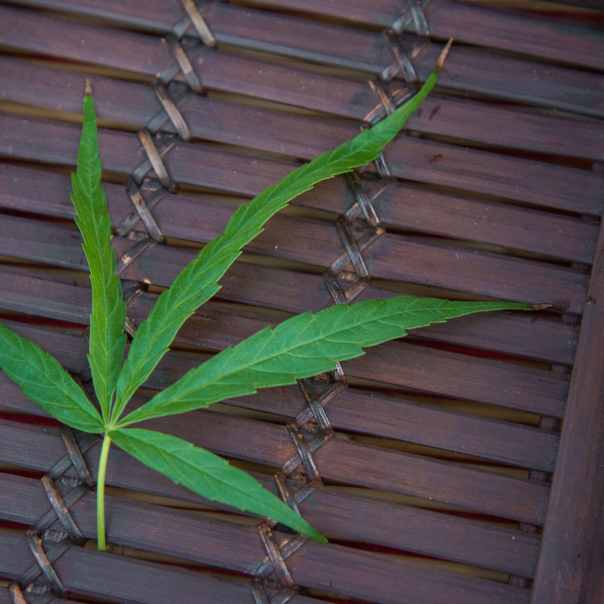 A cannabis leaf seen in a basket on a table during the “...