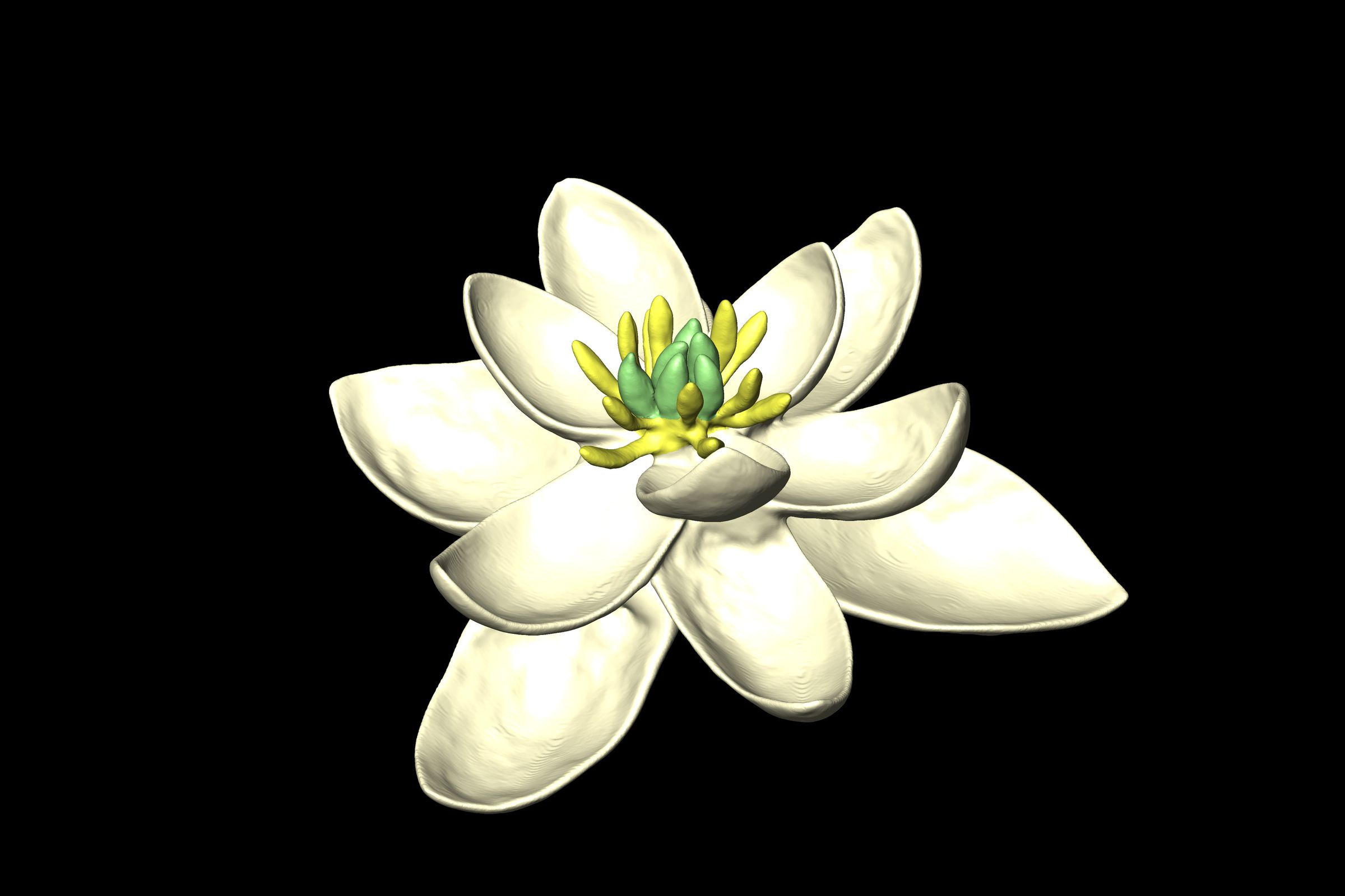 A 3D model of the ancestral flower reconstructed by the new study.