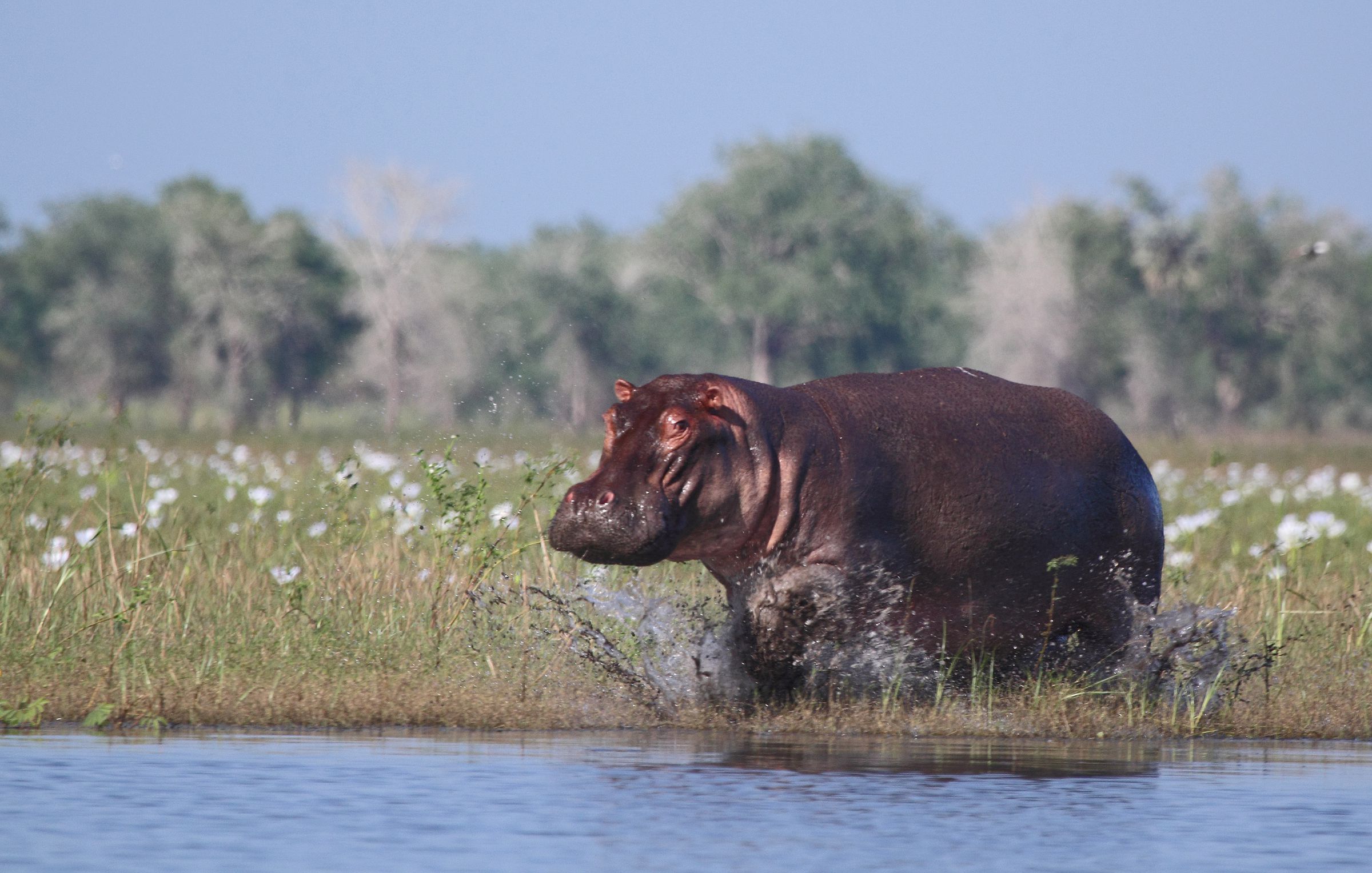 A hippopotamus charges into the waters of Lake Urema, in Gorongosa National Park, Mozambique.