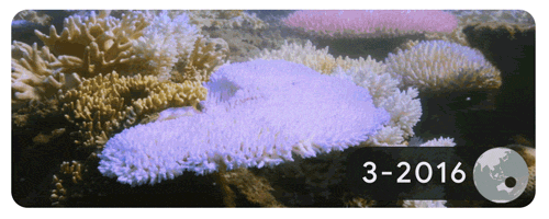 Great Barrier Reef coral bleaching on Lizard Island, Australia. The images were taken each month from March to&nbsp;May 2016.