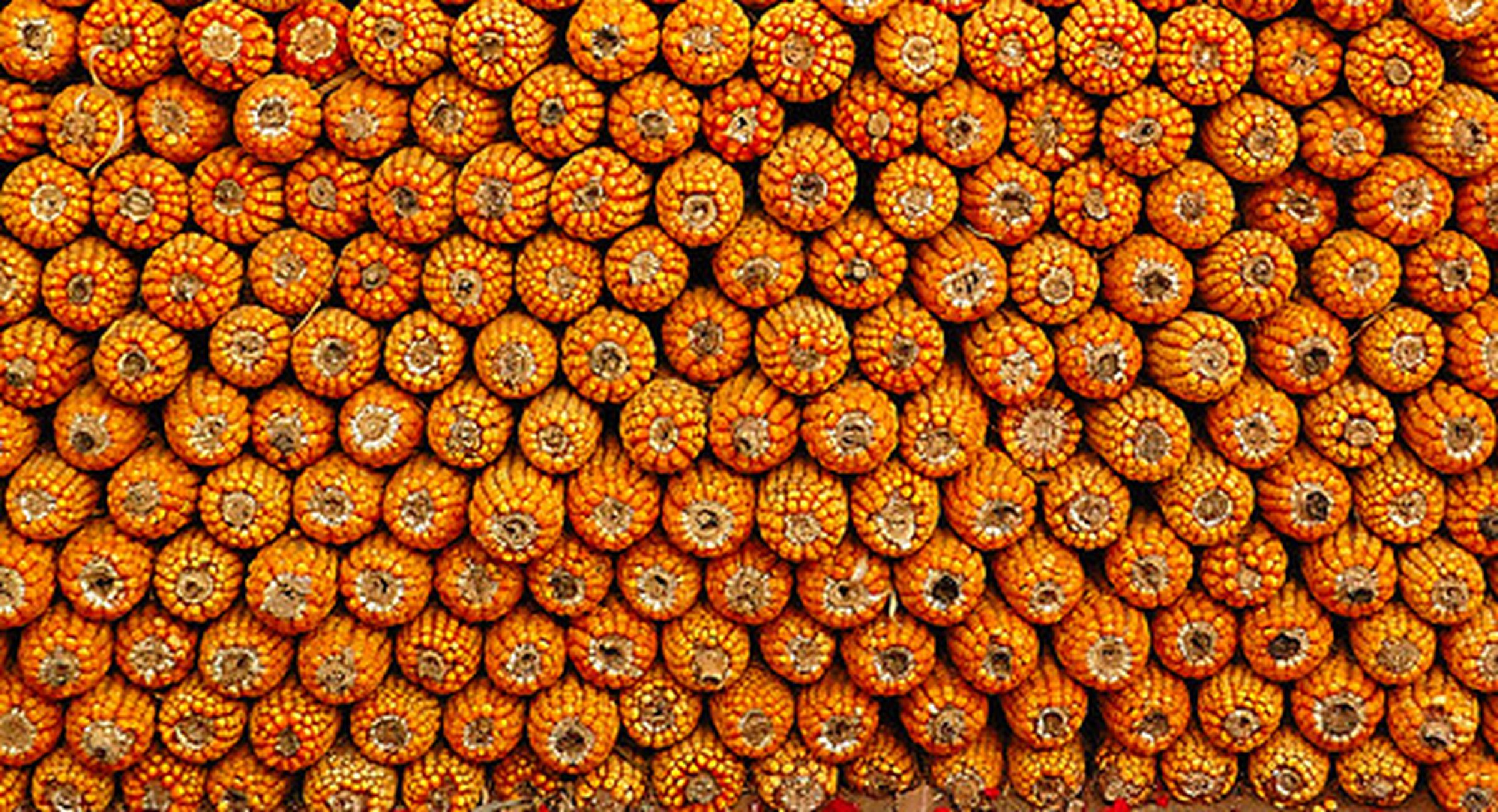 This picture of corn looks like “ladybugs” to an AI. 