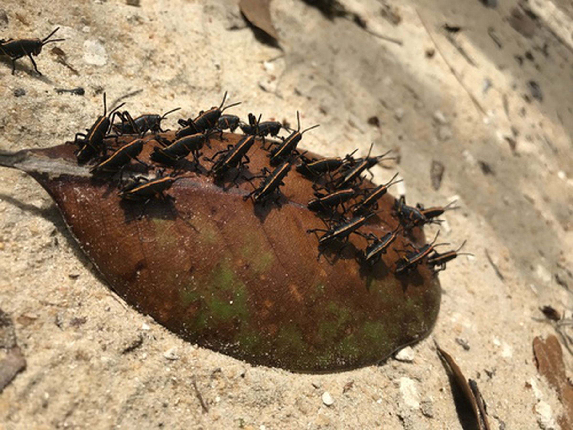 Bugs on a leaf misidentified as a “shipwreck.” 