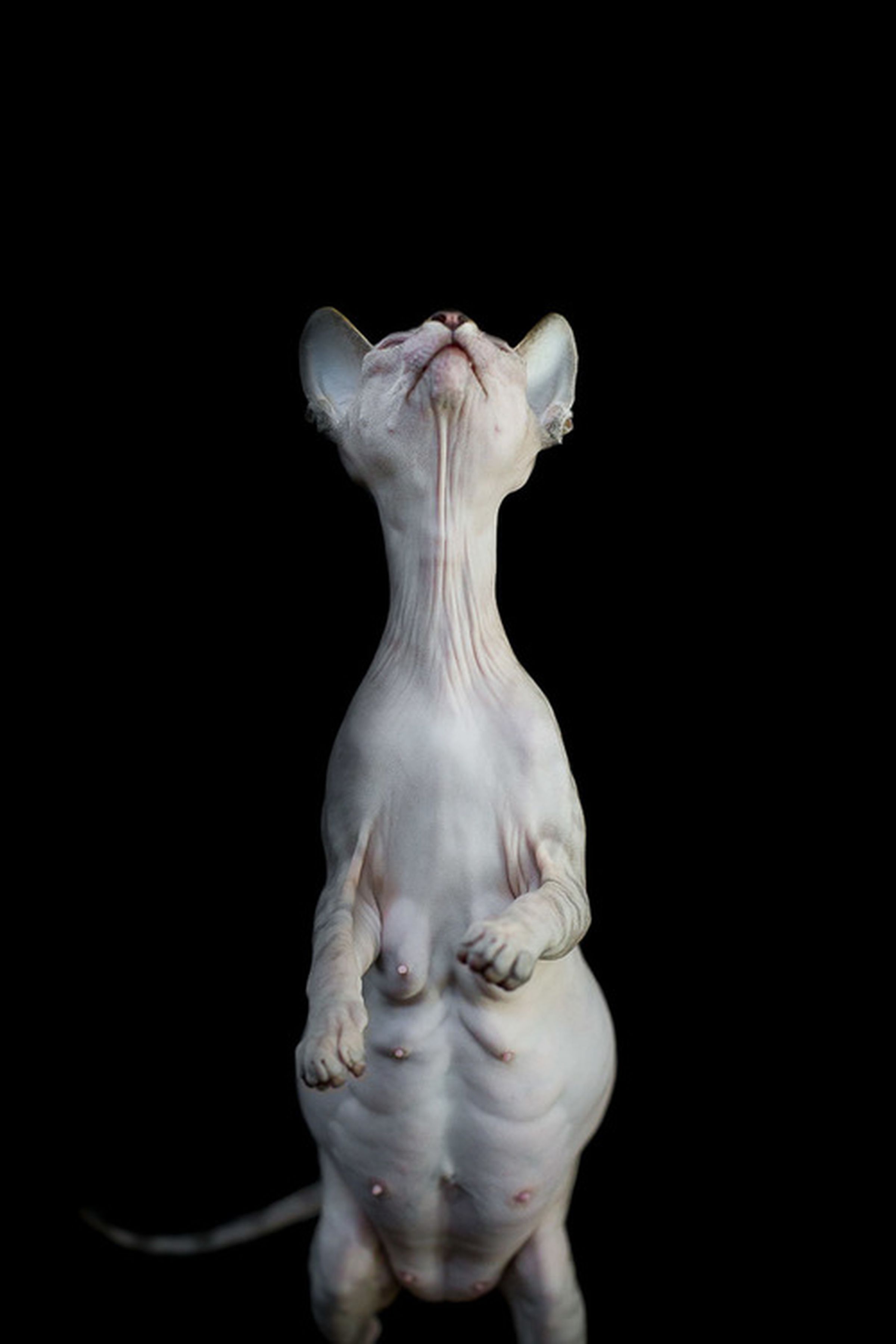 Sphynx cats by Alicia Ruis