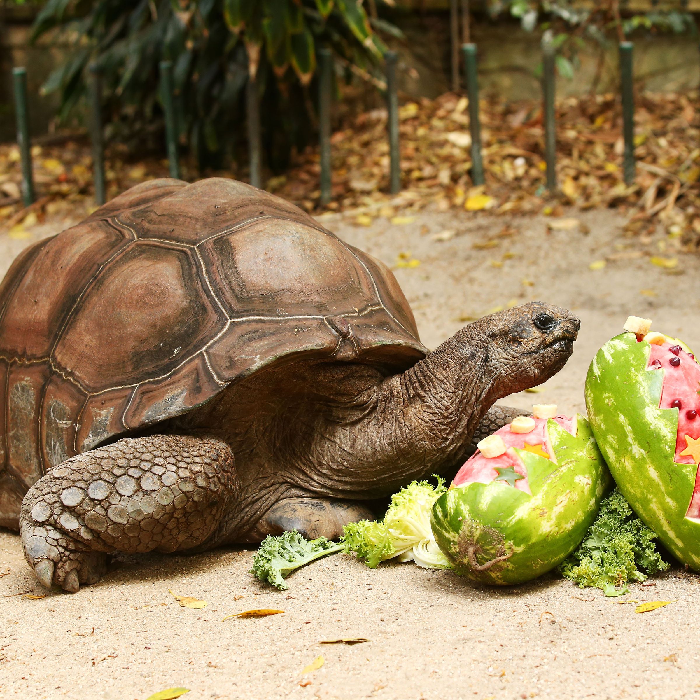 Animals Celebrate Christmas At Taronga Zoo