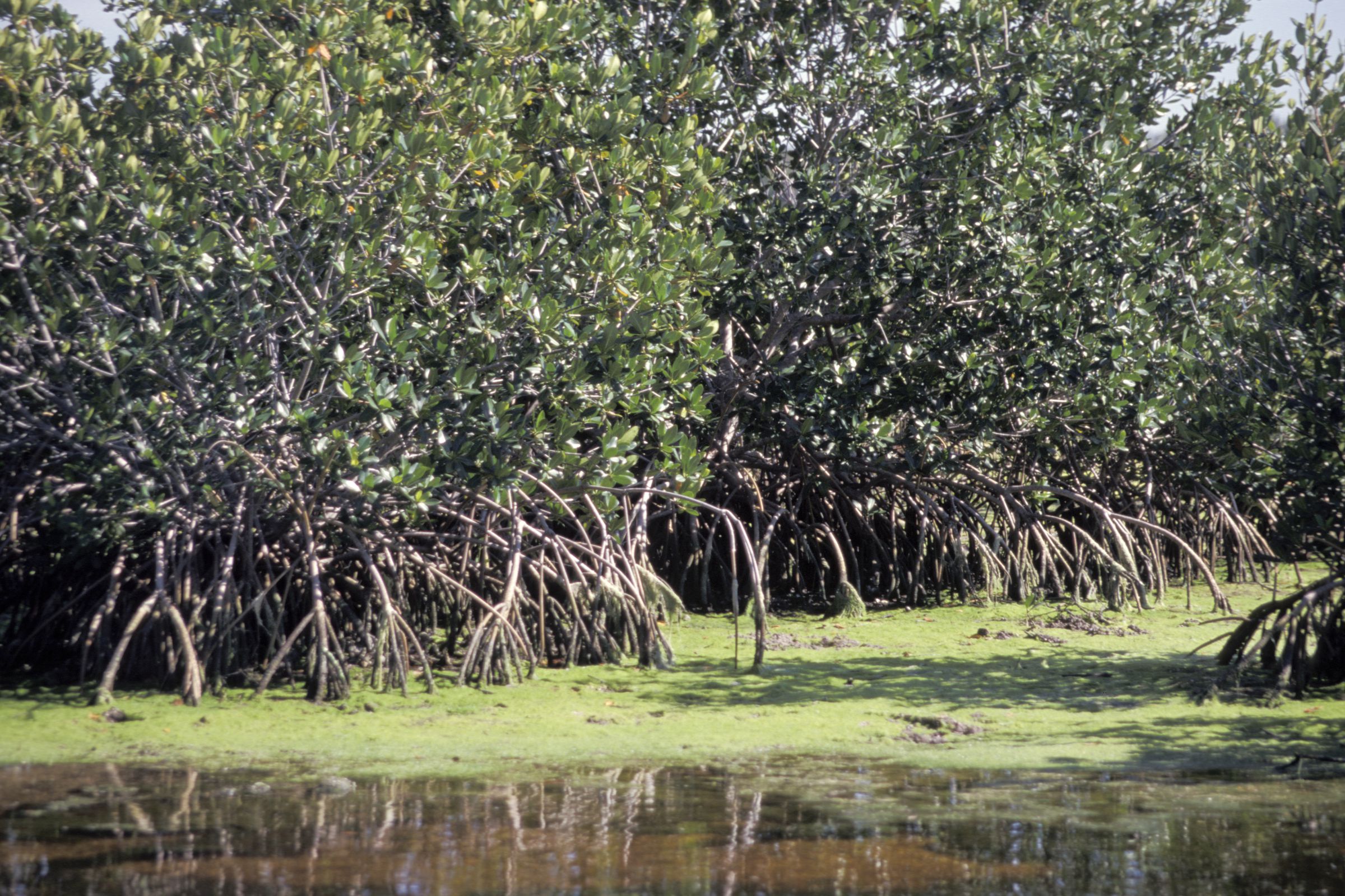 Florida, Ding Darling Wildlife Reserve, Sanibel Island, Mangrove Forest.