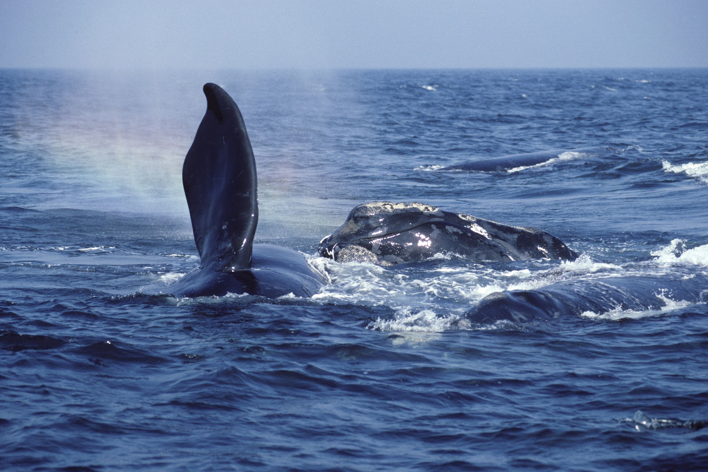 Northern Right whale