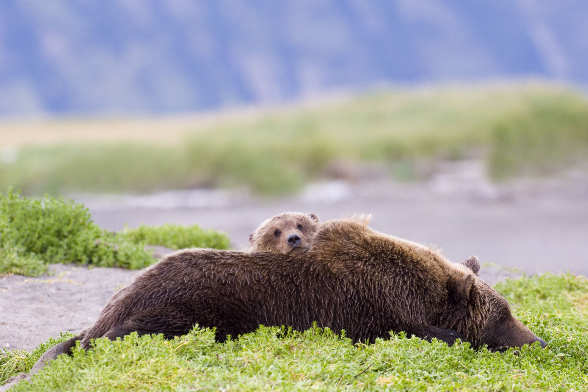 Brown Bear mother with cub, Ursos arctos, Katmai Alaska