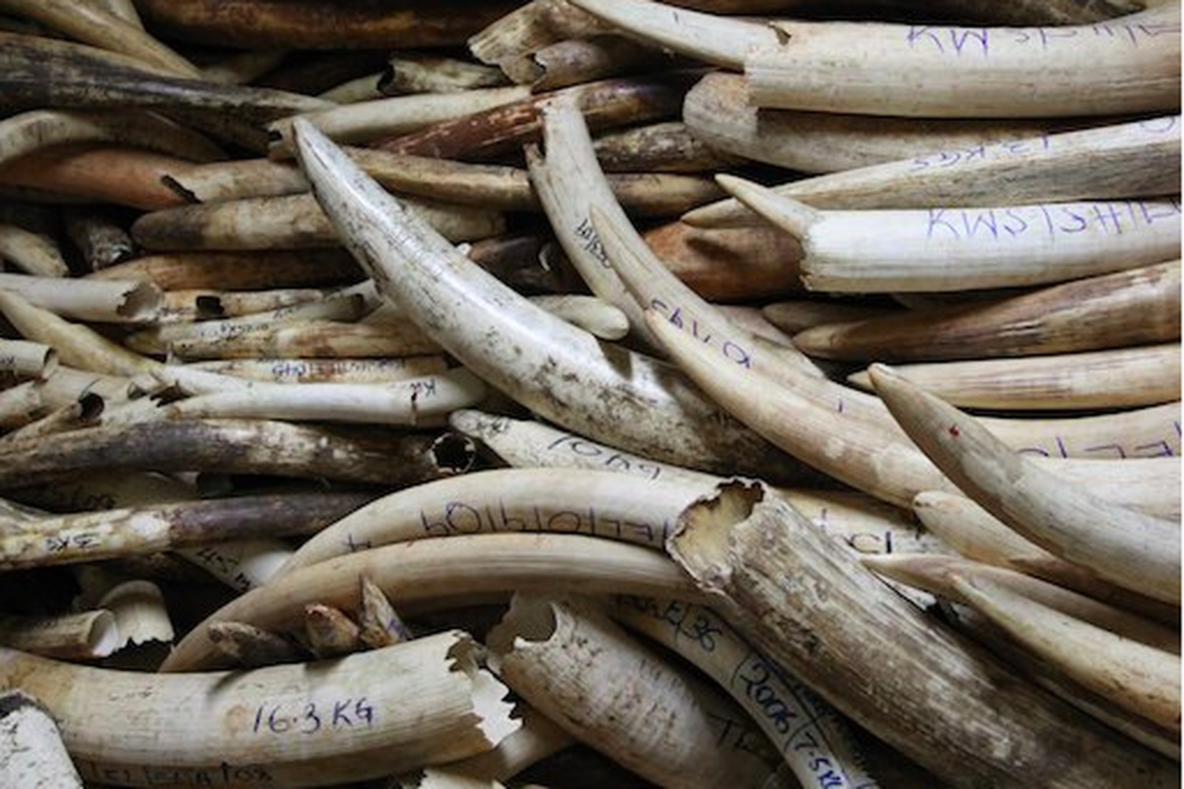 Seizure of illegal elephant tusks in Kenya