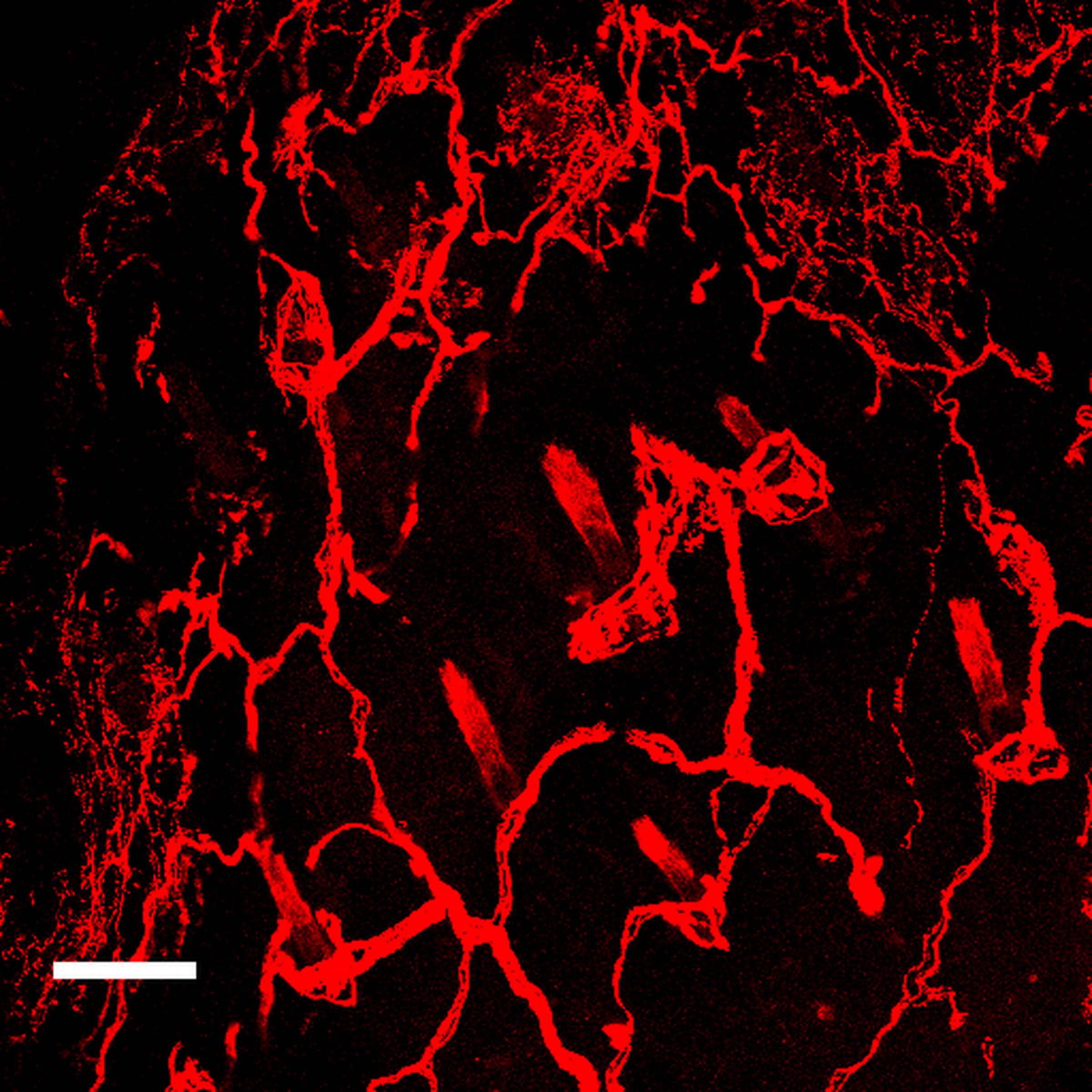 Scientists capture most detailed images of nerve endings ever 