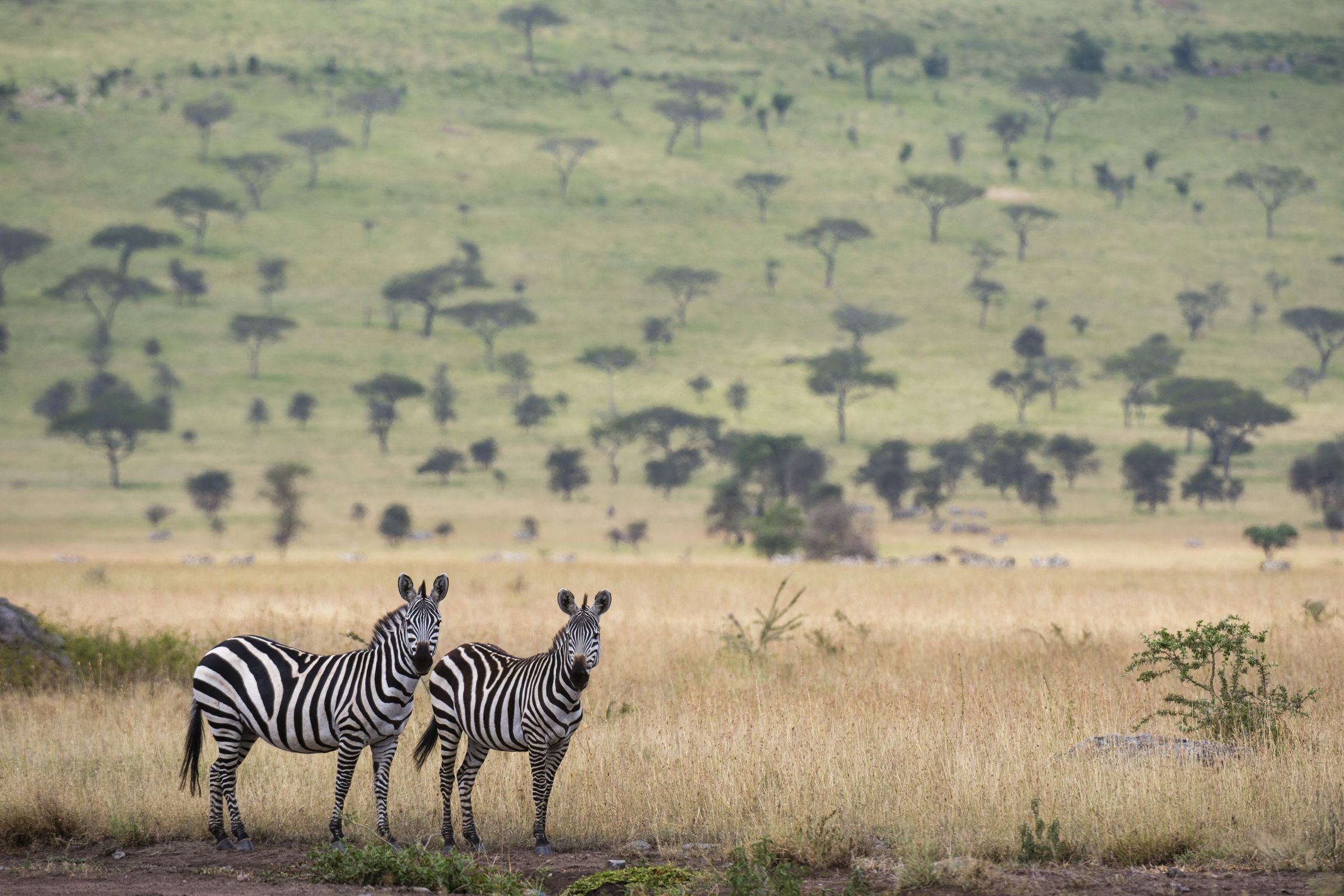 Two zebras stand in the foreground. In the background, trees dot a grassy landscape.