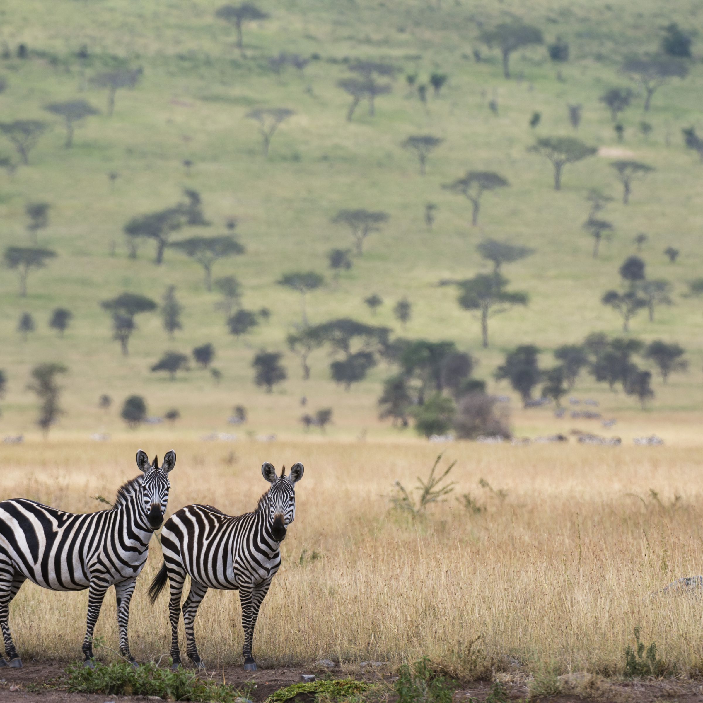 Two zebras stand in the foreground. In the background, trees dot a grassy landscape.