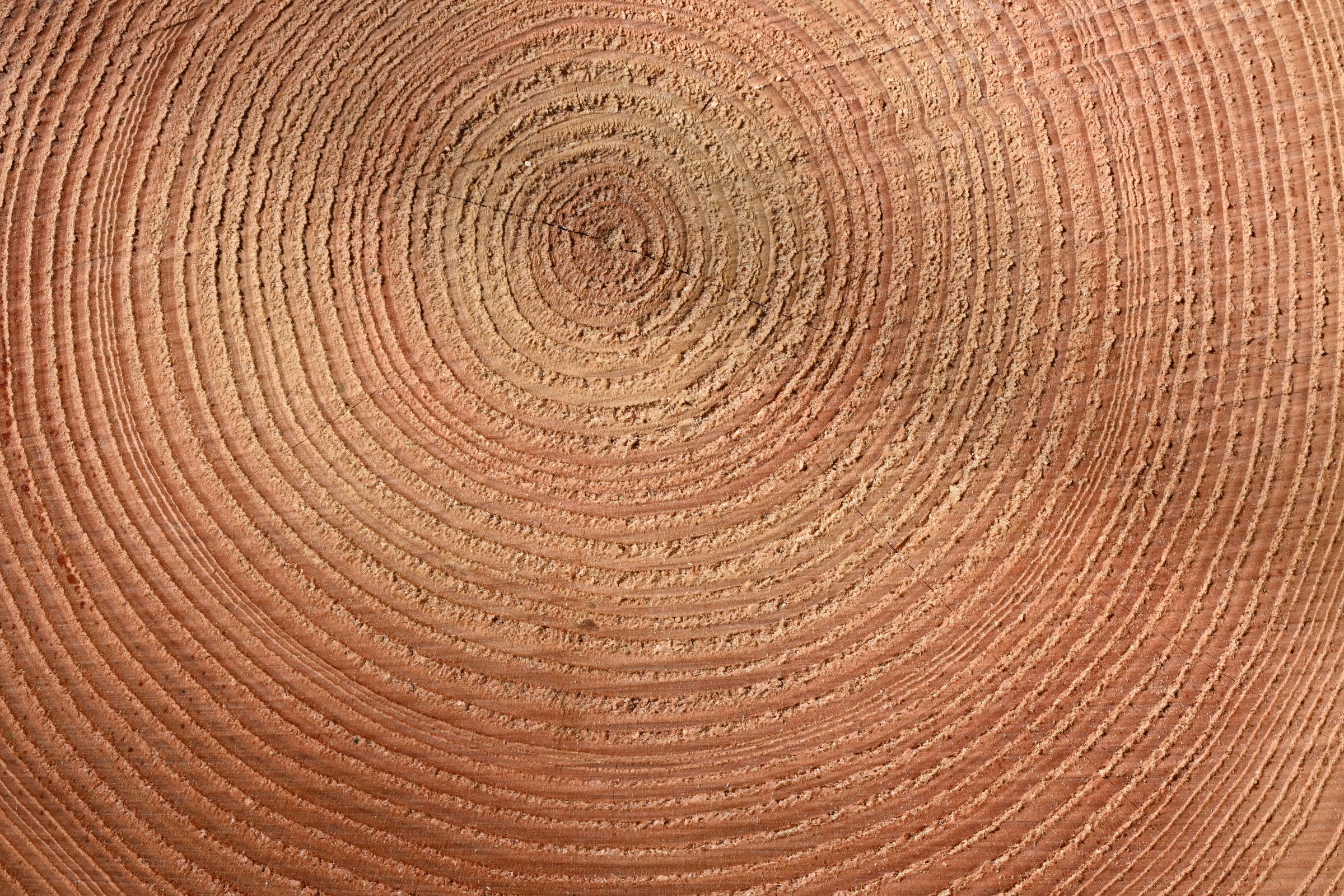 The cross section of a tree trunk shows a pattern of light and dark rings of wood.