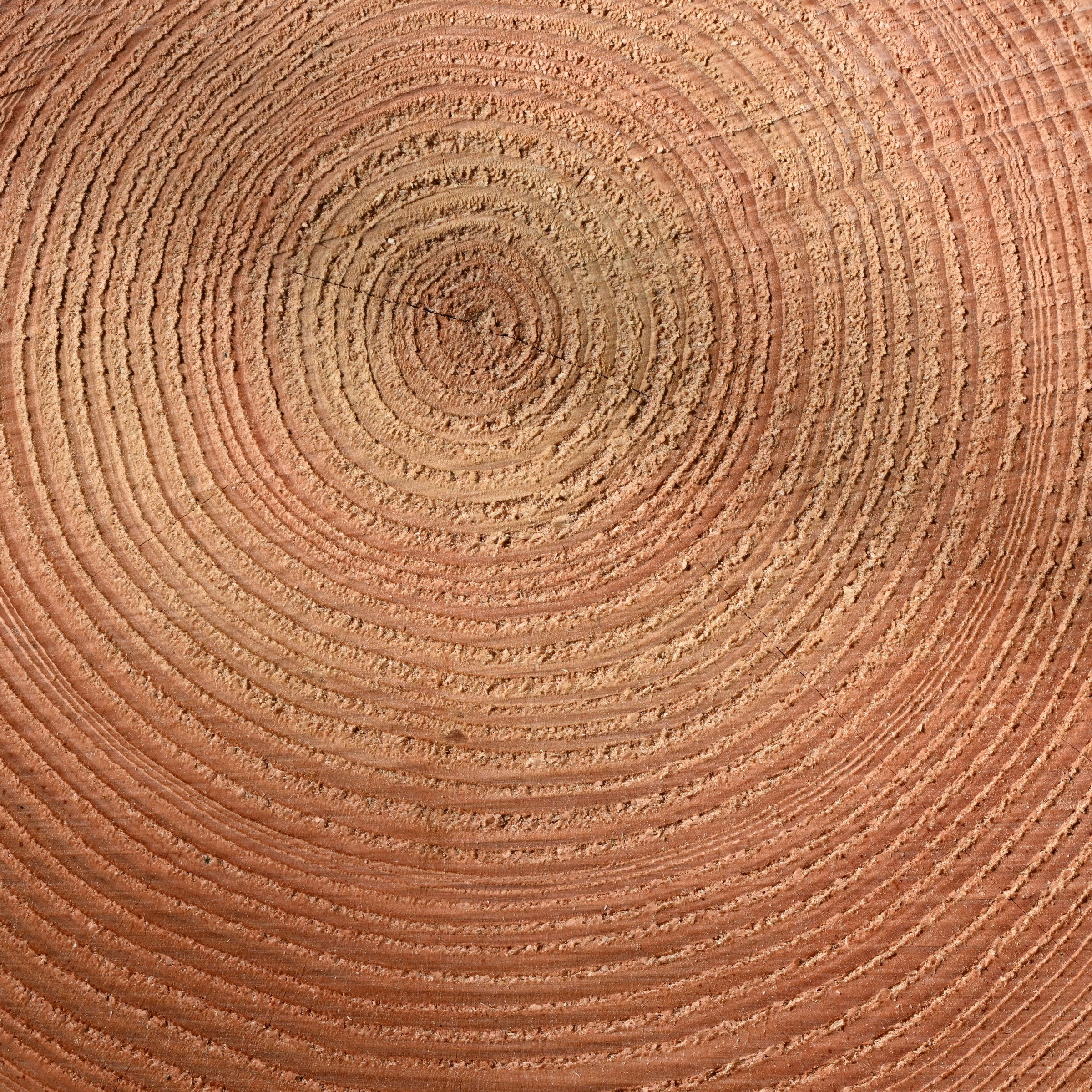 The cross section of a tree trunk shows a pattern of light and dark rings of wood.