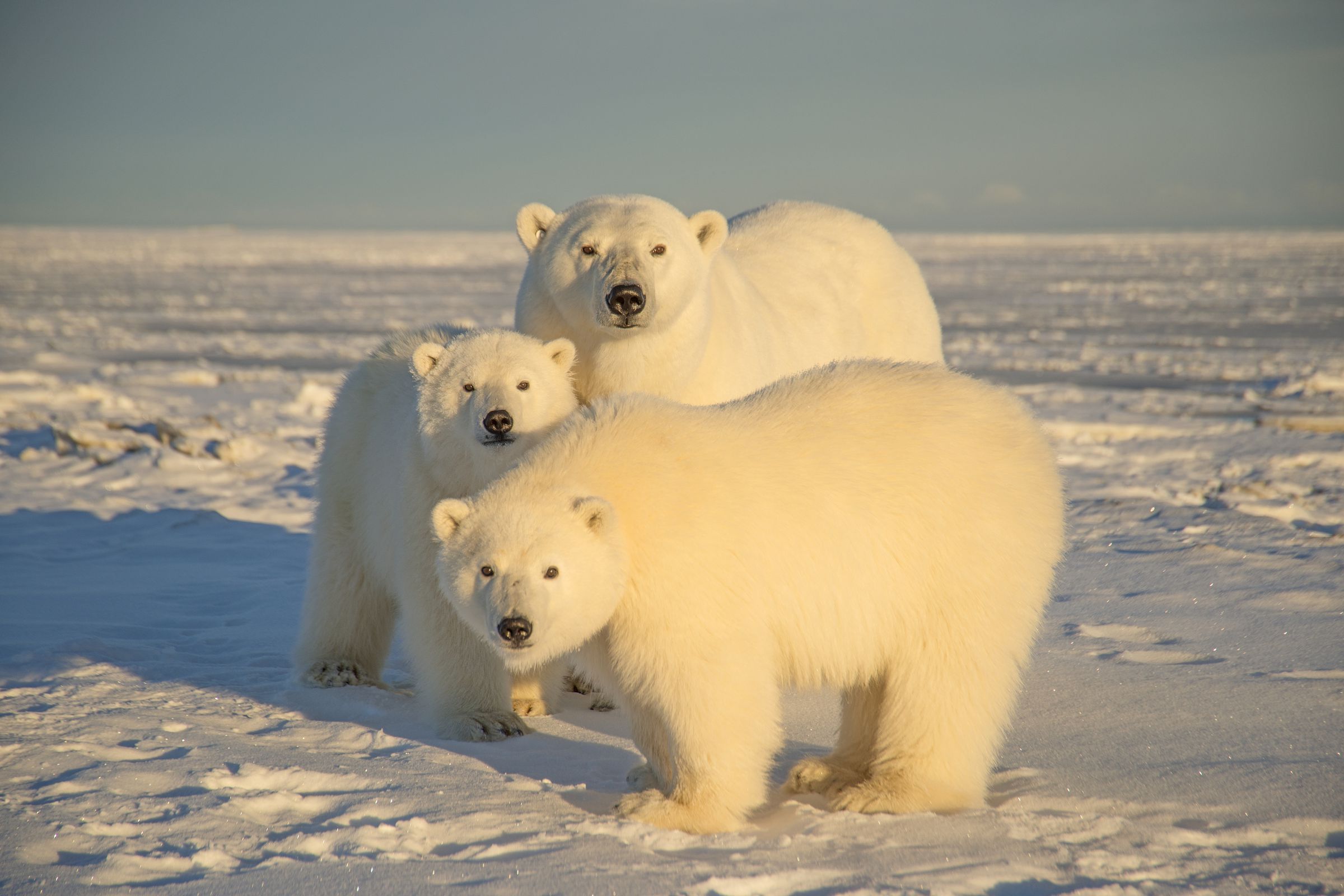 A polar bear seen with cubs at Arctic National Wildlife Refuge in 2014, in North Slope, Alaska.