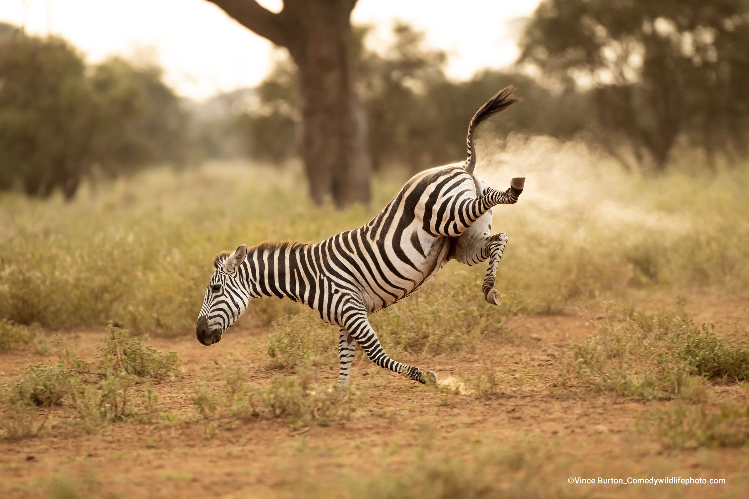 A zebra falls over.