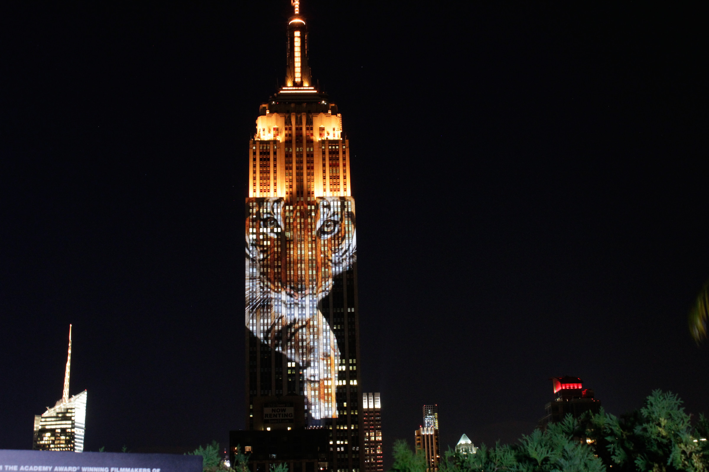 Watching endangered species illuminate the Empire State Building 