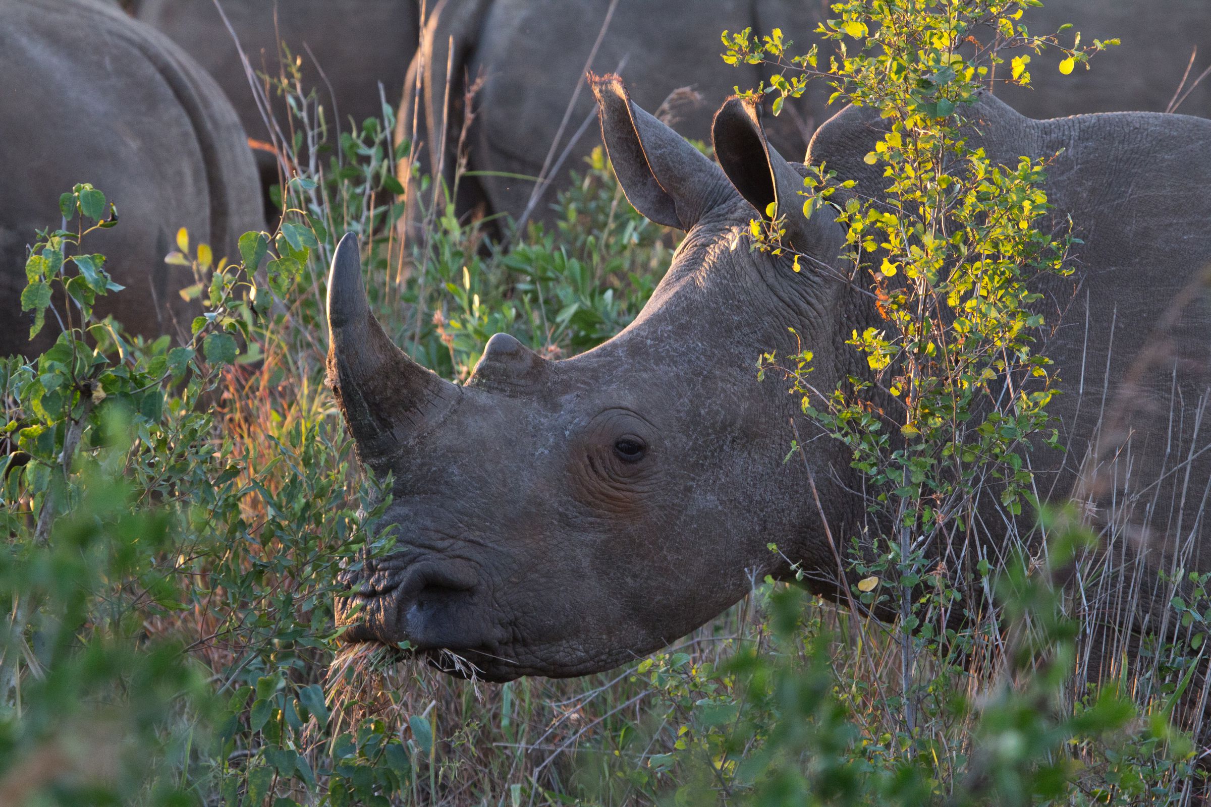 A white rhinoceros in Hluhluwe Game Reserve, in South Africa.