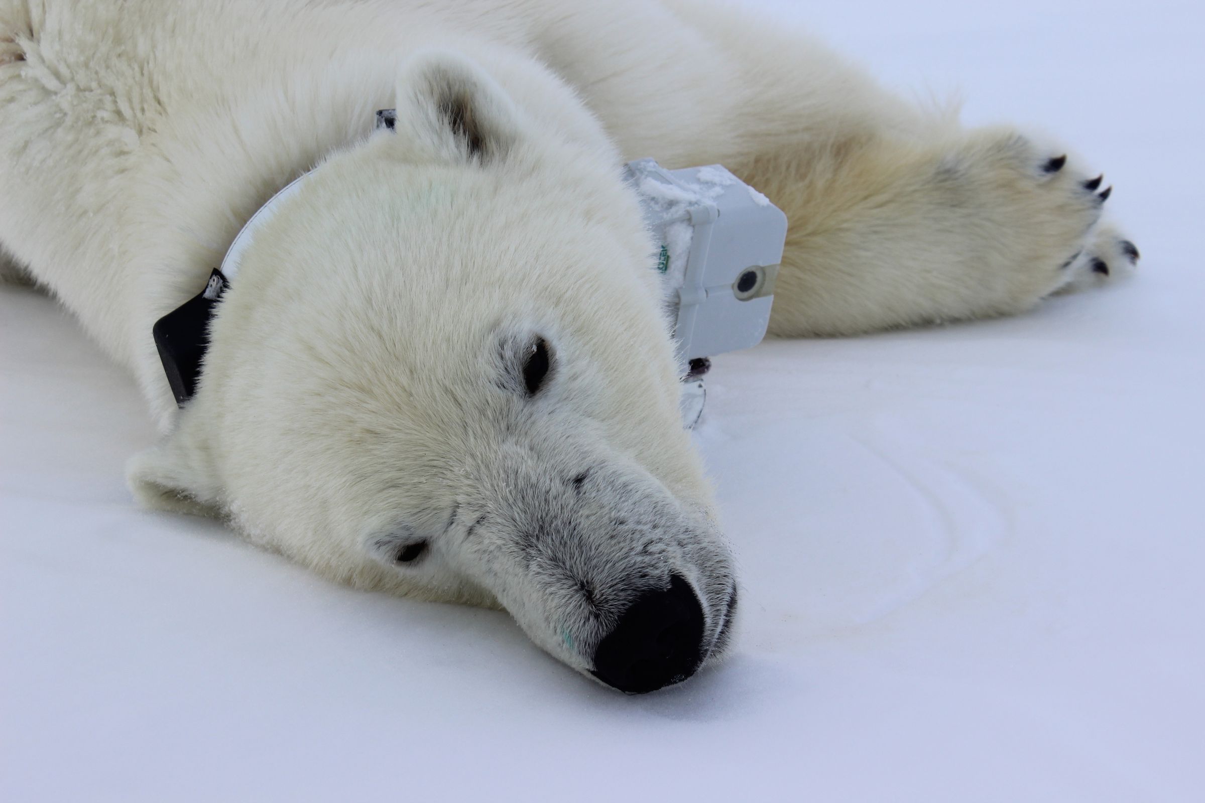 Polar bear wearing a GPS video-camera collar on the sea ice of the Beaufort Sea