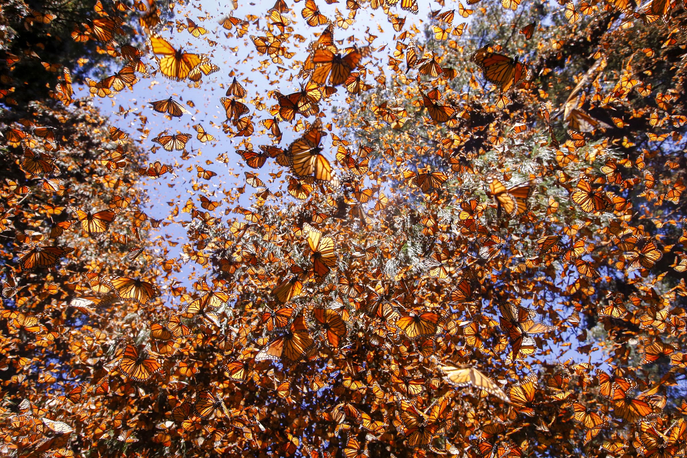 Papillons monarques (Danaus plexippus)