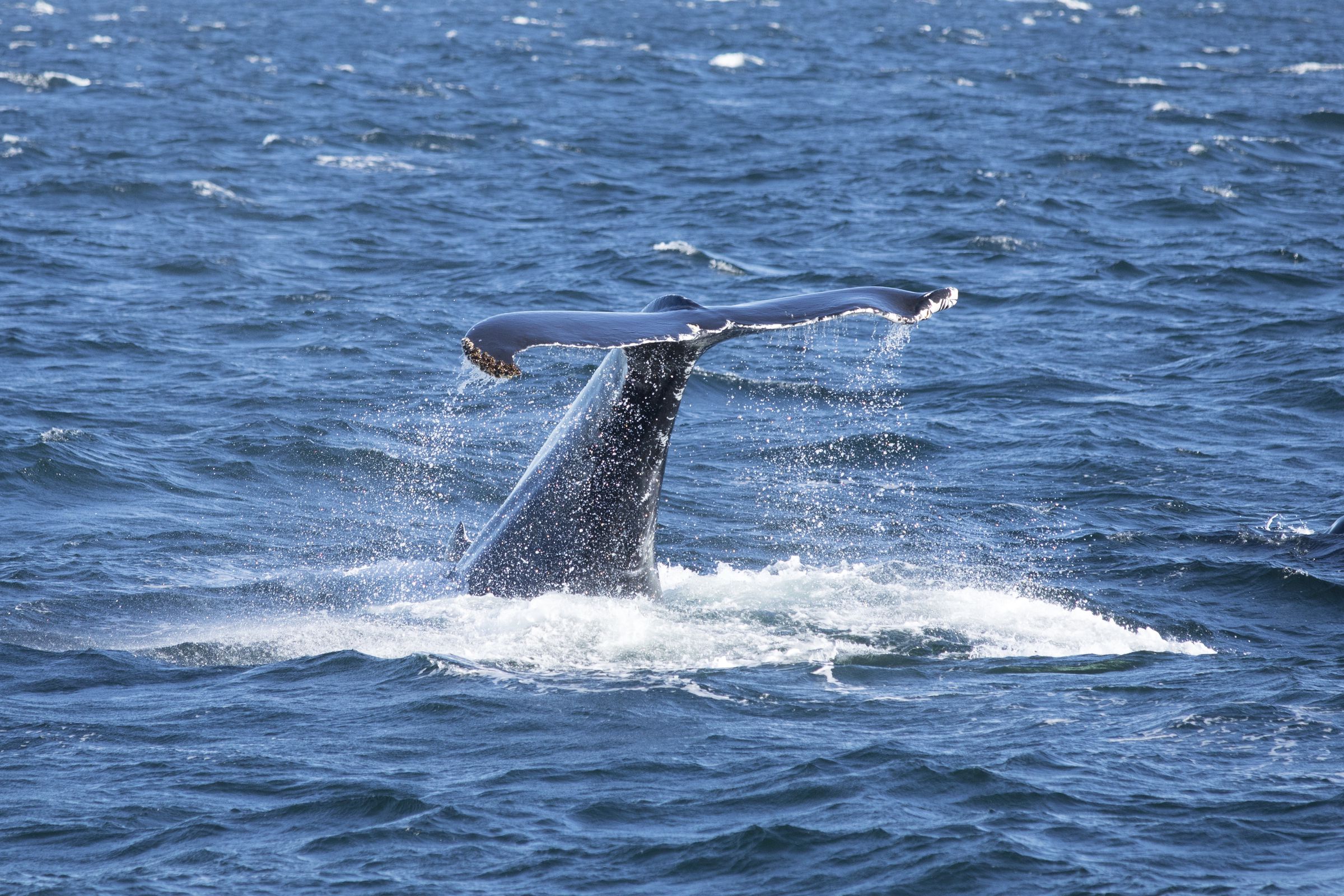 A humpback whale tail in the Atlantic Ocean.