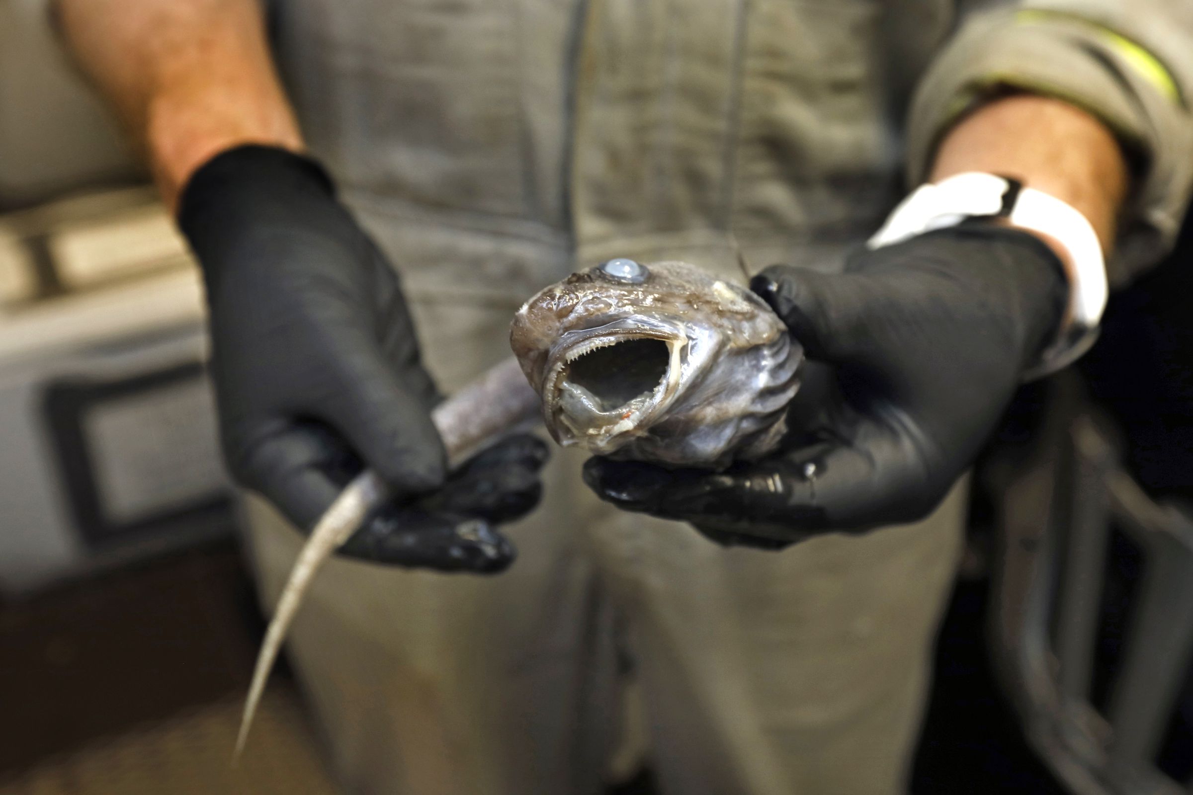 A close-up of hands wearing black gloves holding a fish with its mouth gaping open.