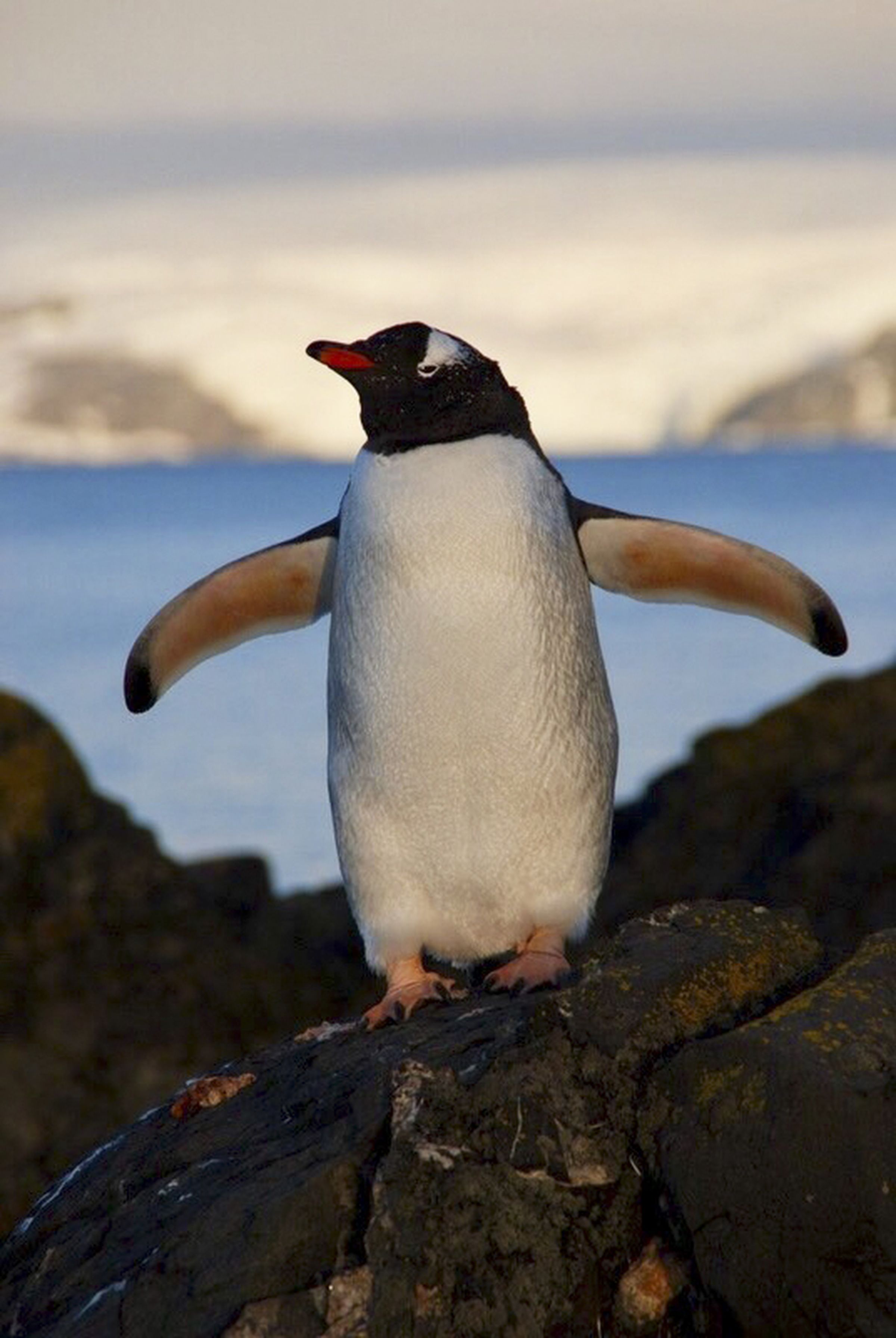 Gentoo penguin on Ardley Island. Photo by Stephen Roberts (via Nature press materials) 