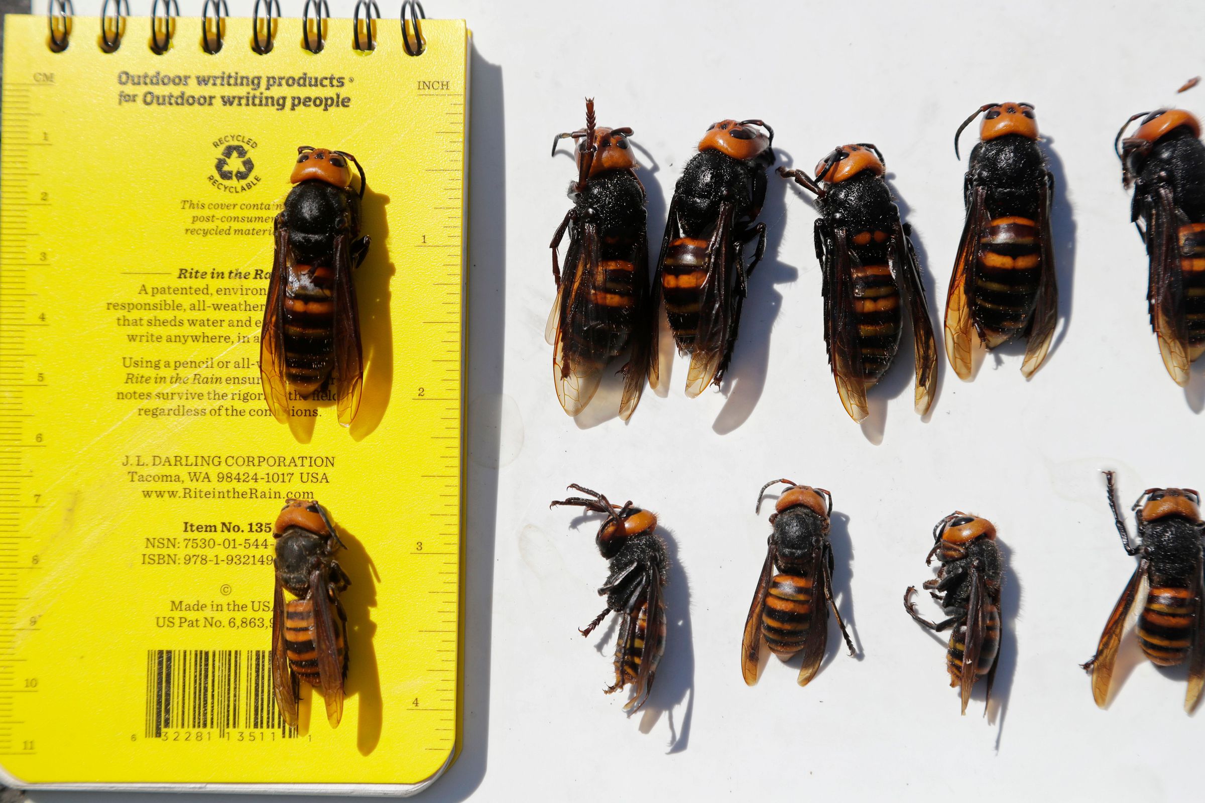 Dead giant hornets lined up in two rows next to a notebook