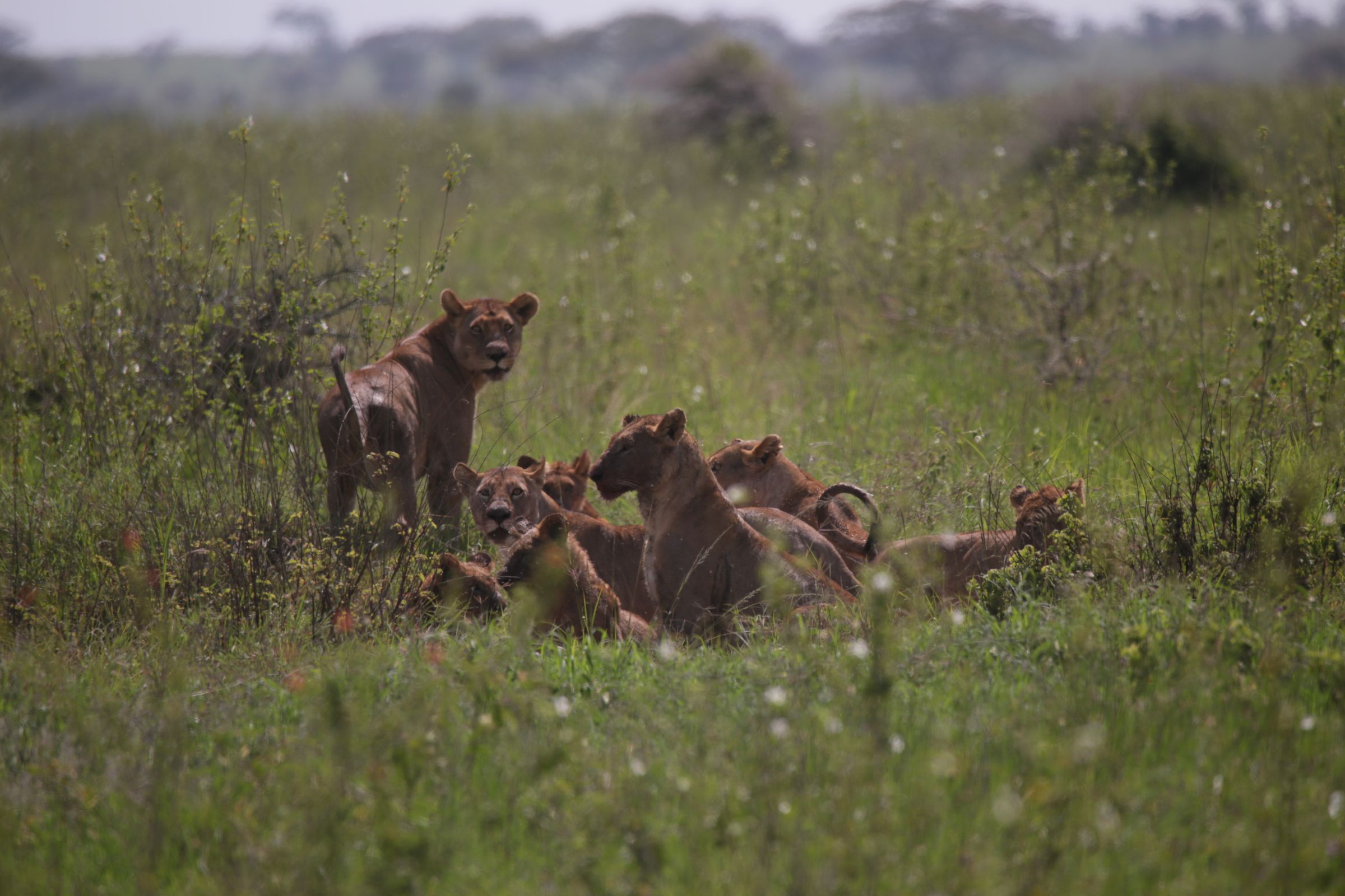 One lion stands looking at the camera next to a group of more lions sitting on grass.