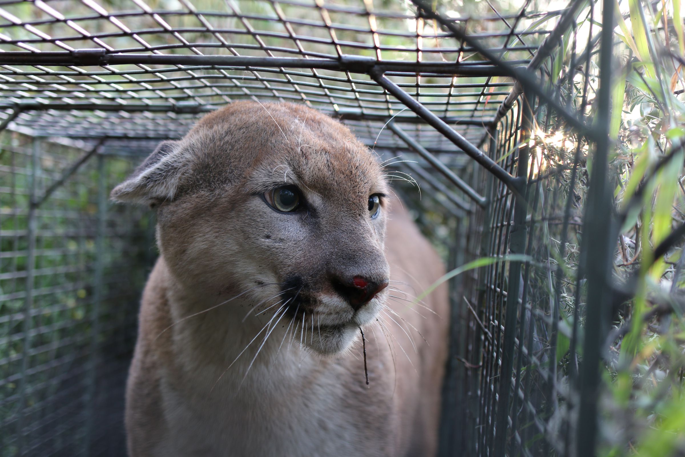 The mountain lion P-55 was tagged in April by the National Park Service.