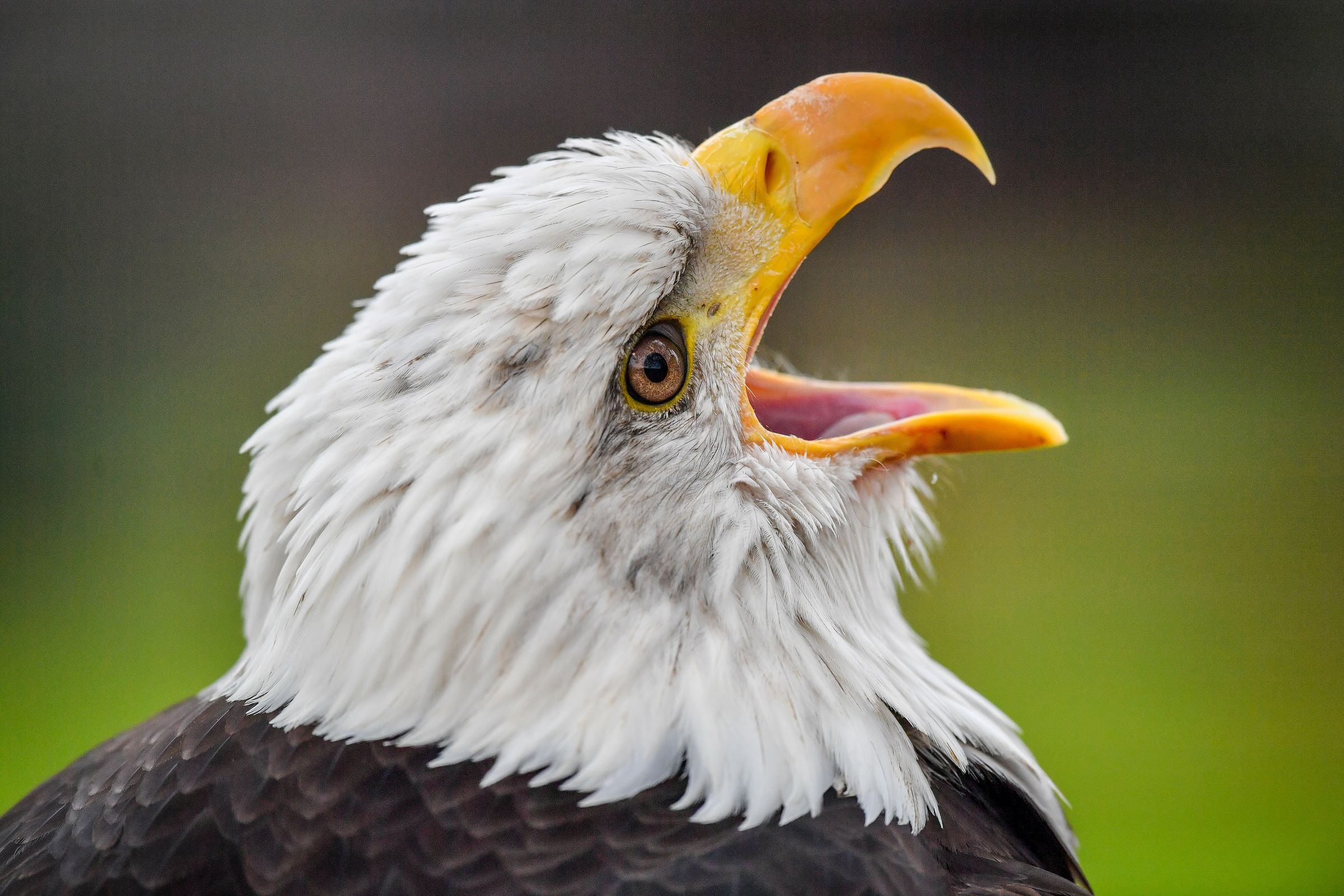 Bald eagle yelling with beak open