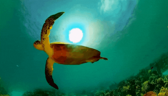 An AI-generated turtle swimming past a coral reef.