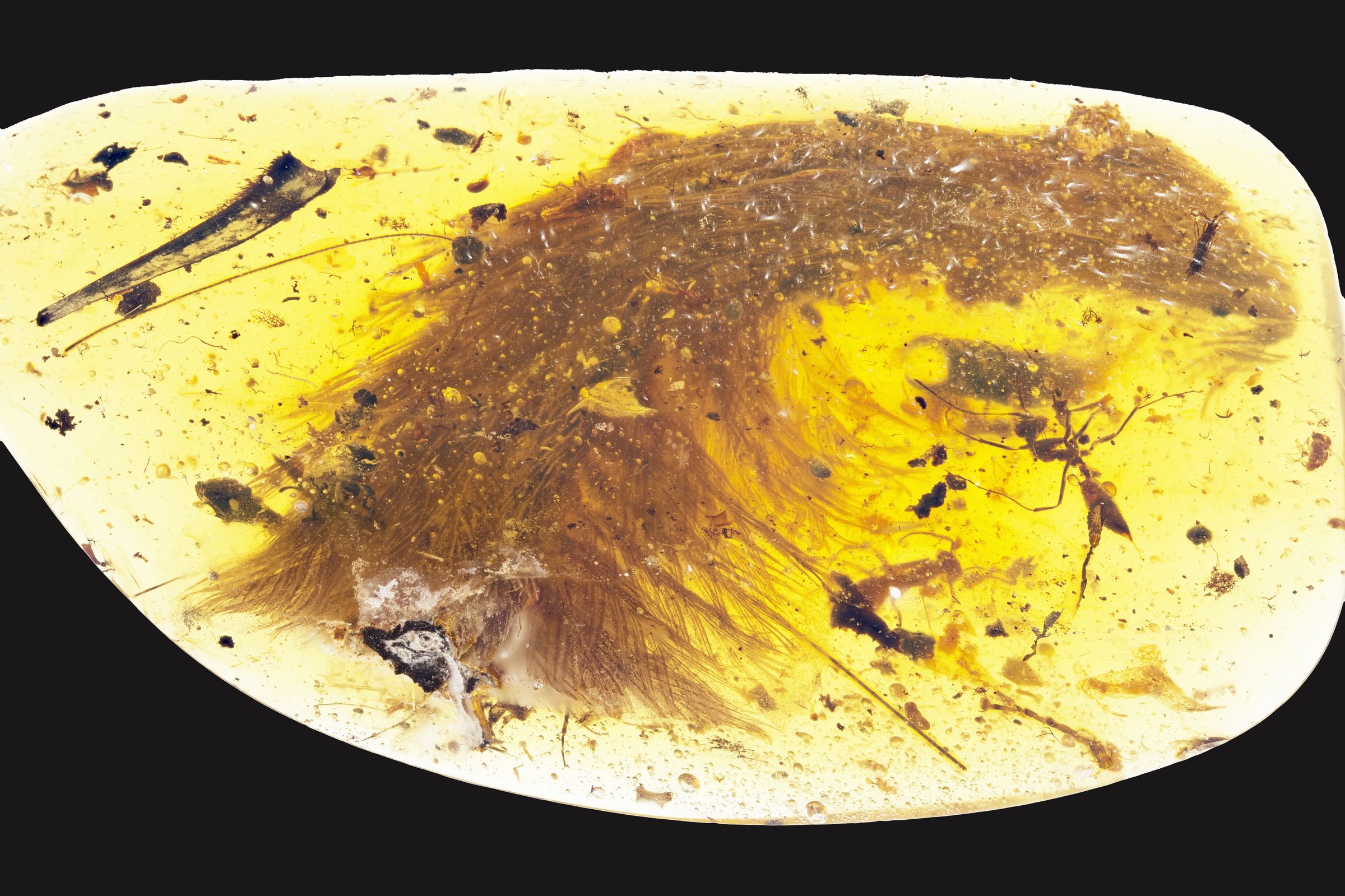 The tip of the tail where it breaches the surface of the amber. The feathers point out to either side of the tail, like a frond. An ant was preserved in the amber as well.
