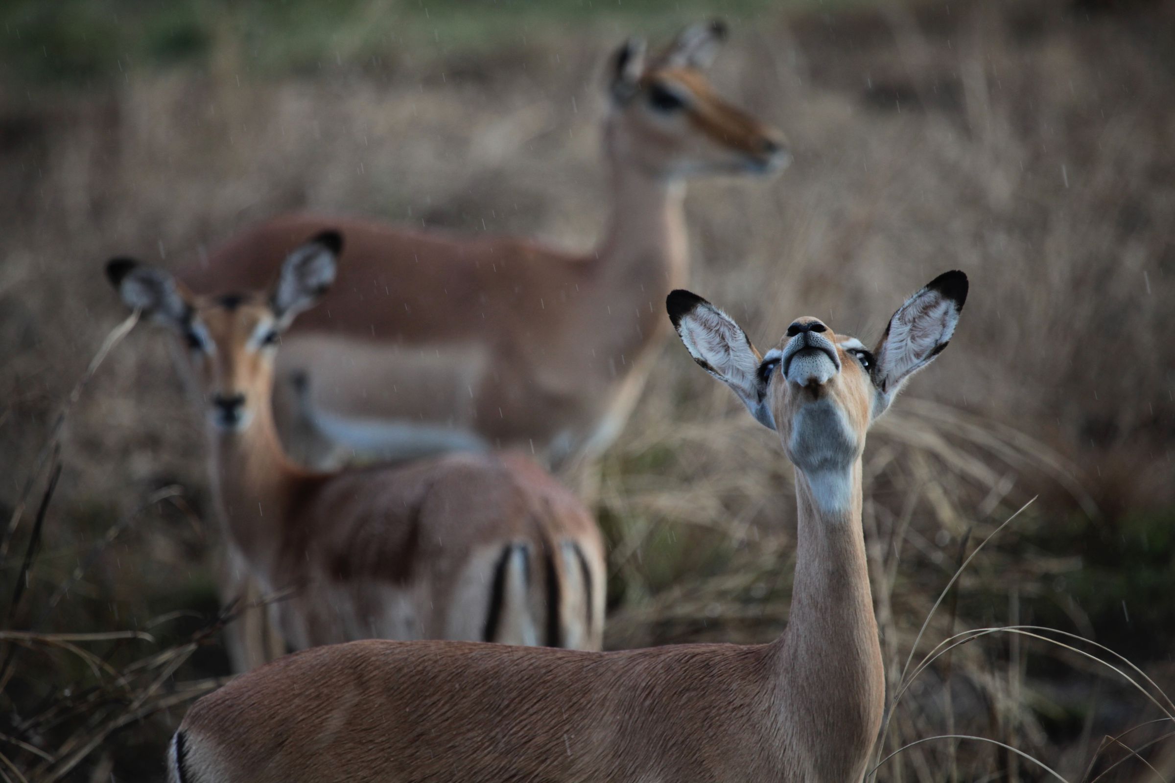 Female impala sniff the rainy air in Gorongosa National Park, Mozambique. 