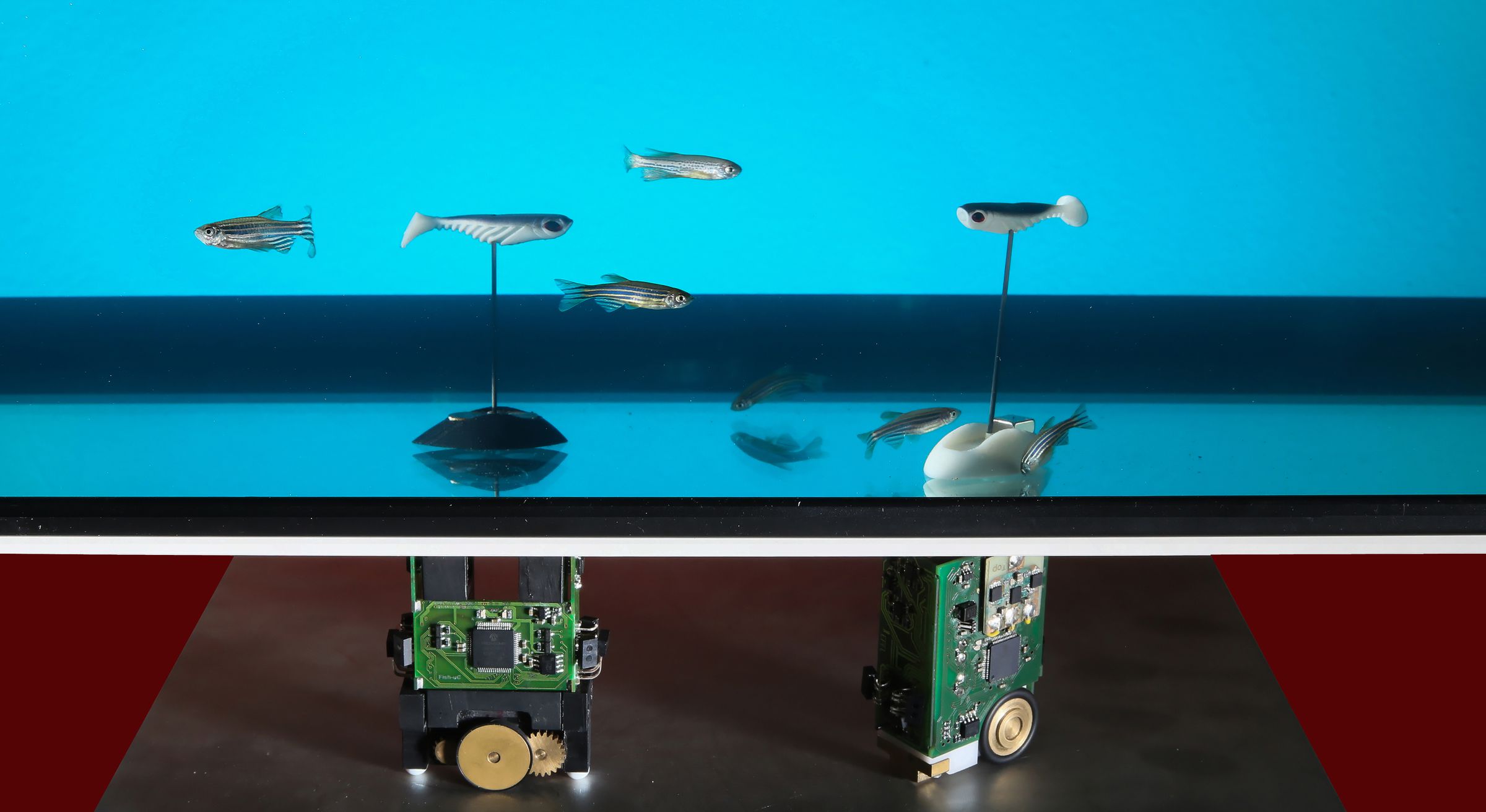 Zebrafish robots