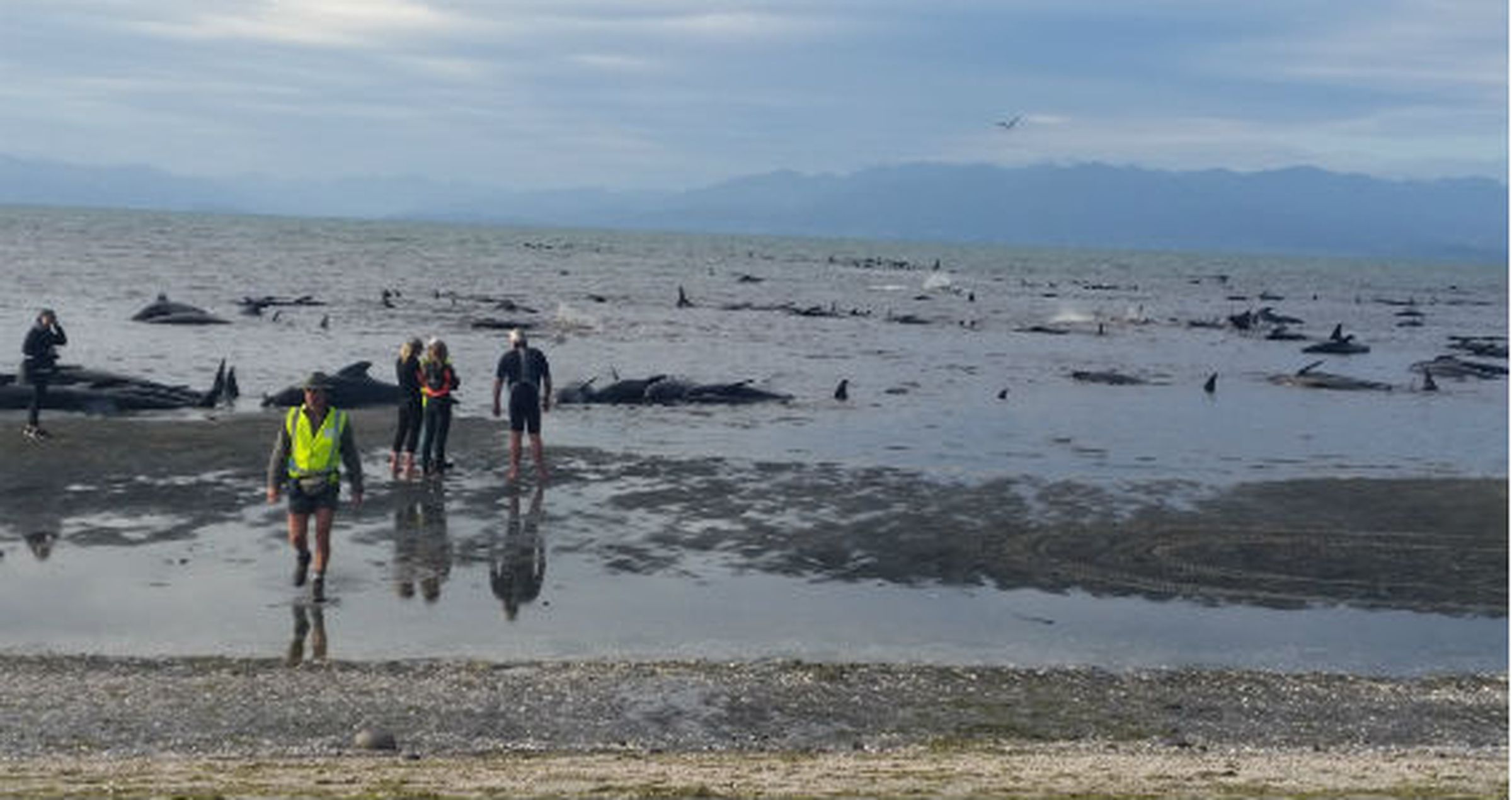 Pilot whales stranded on Farewell Spit, New Zealand. February 10, 2017. Photo: Deb Price/New Zealand Department of Conservation Media Release