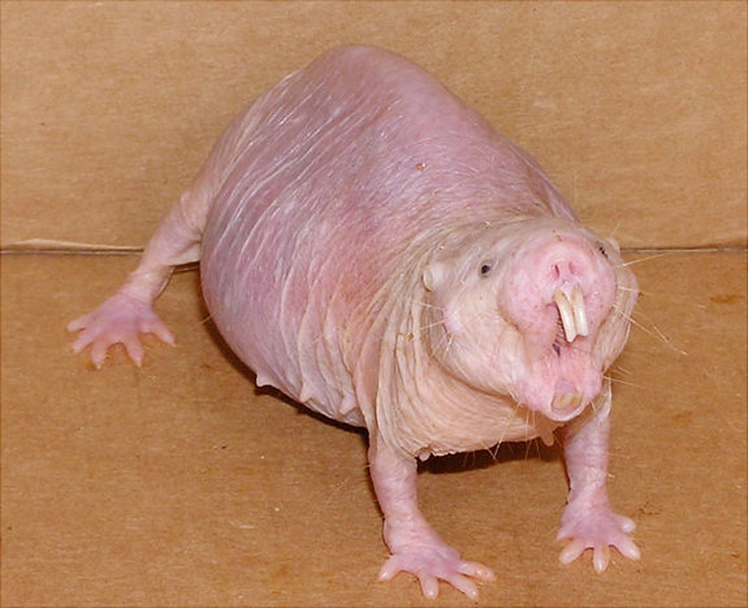 fat naked mole rat