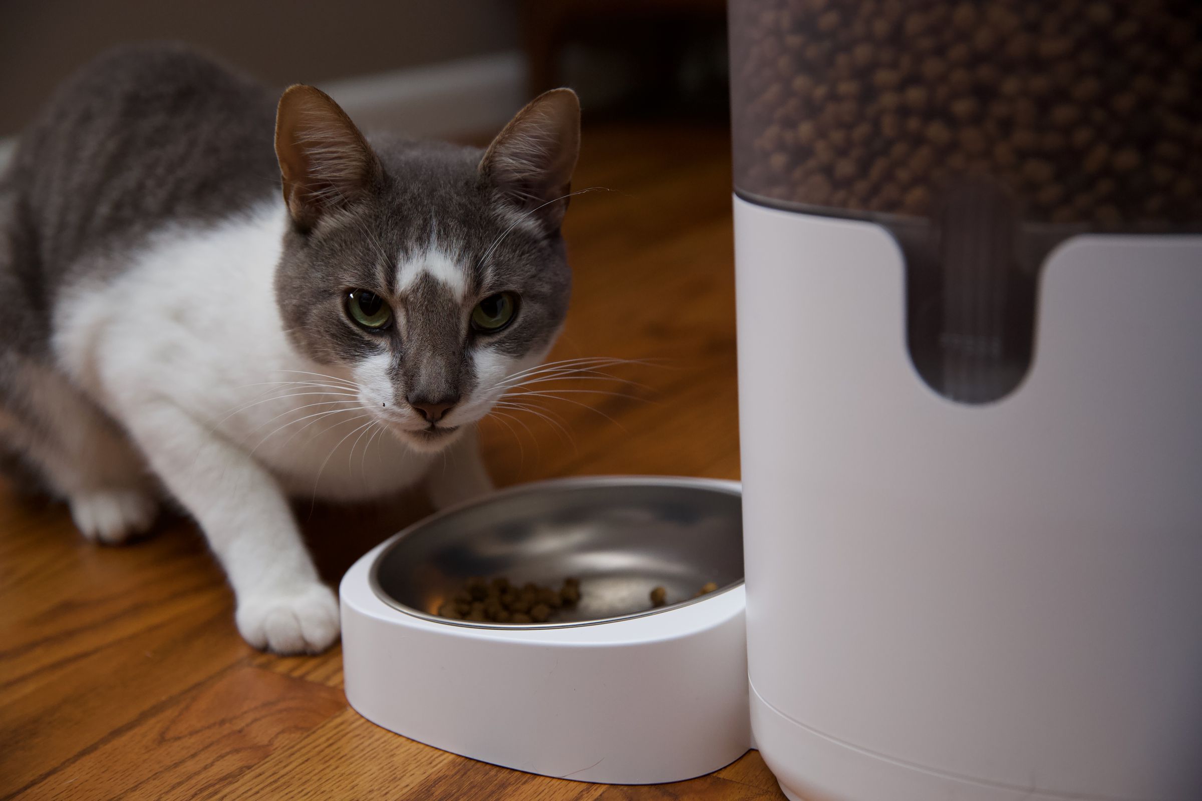 Cat eating from an automatic pet feeder.