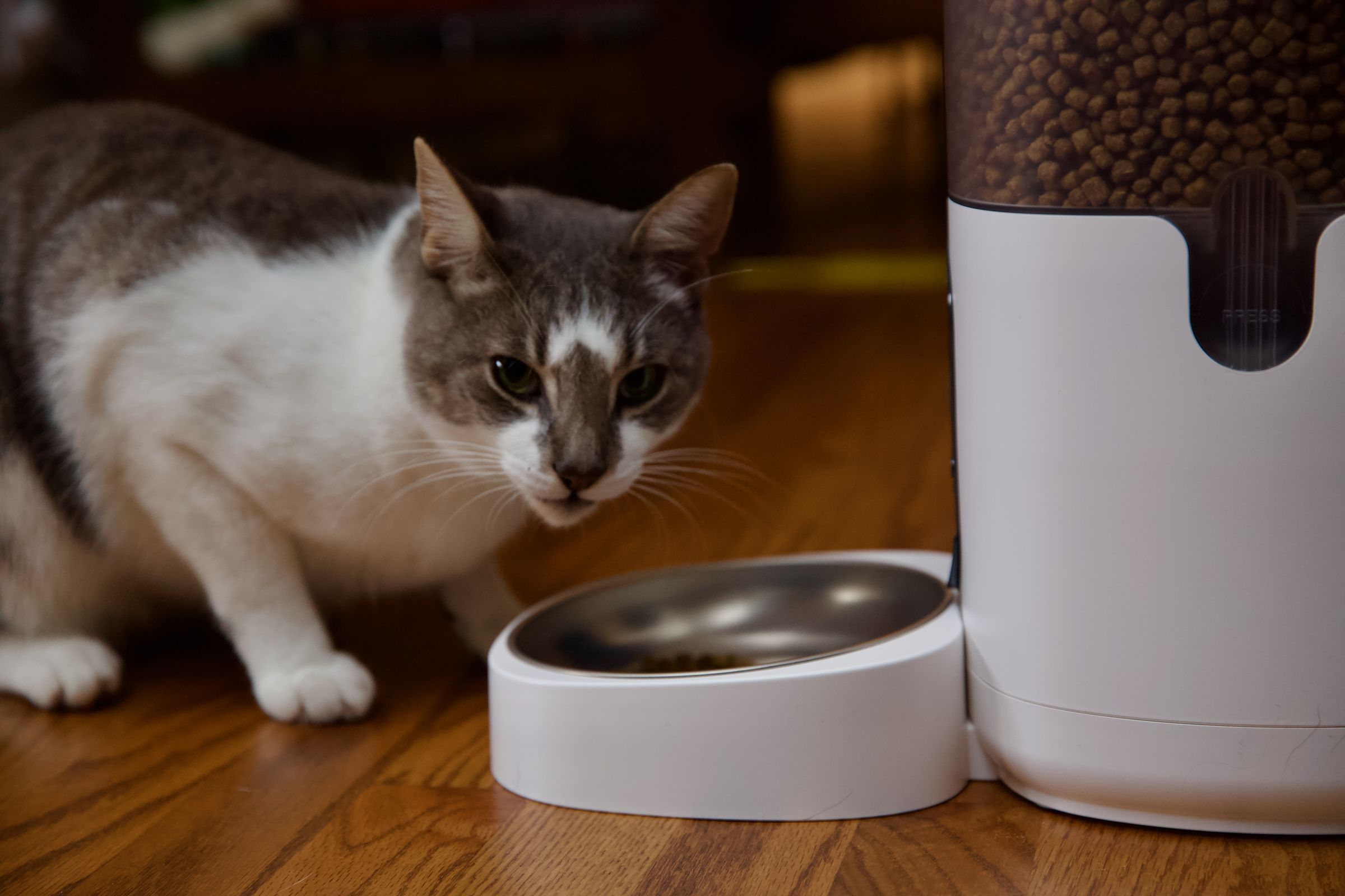 A cat eating from a food bowl.