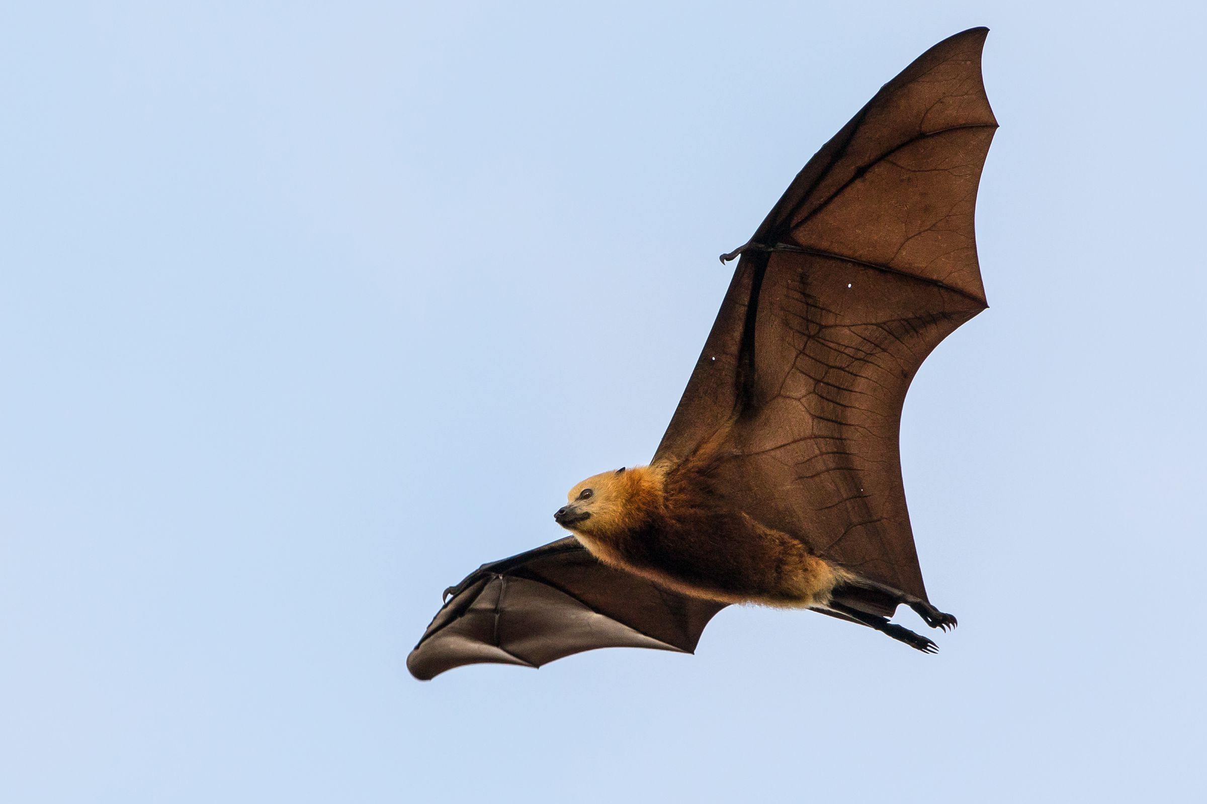 The Greater Mascarene flying fox (Pteropus niger), a threatened key pollinator and seed disperser on Mauritius.
