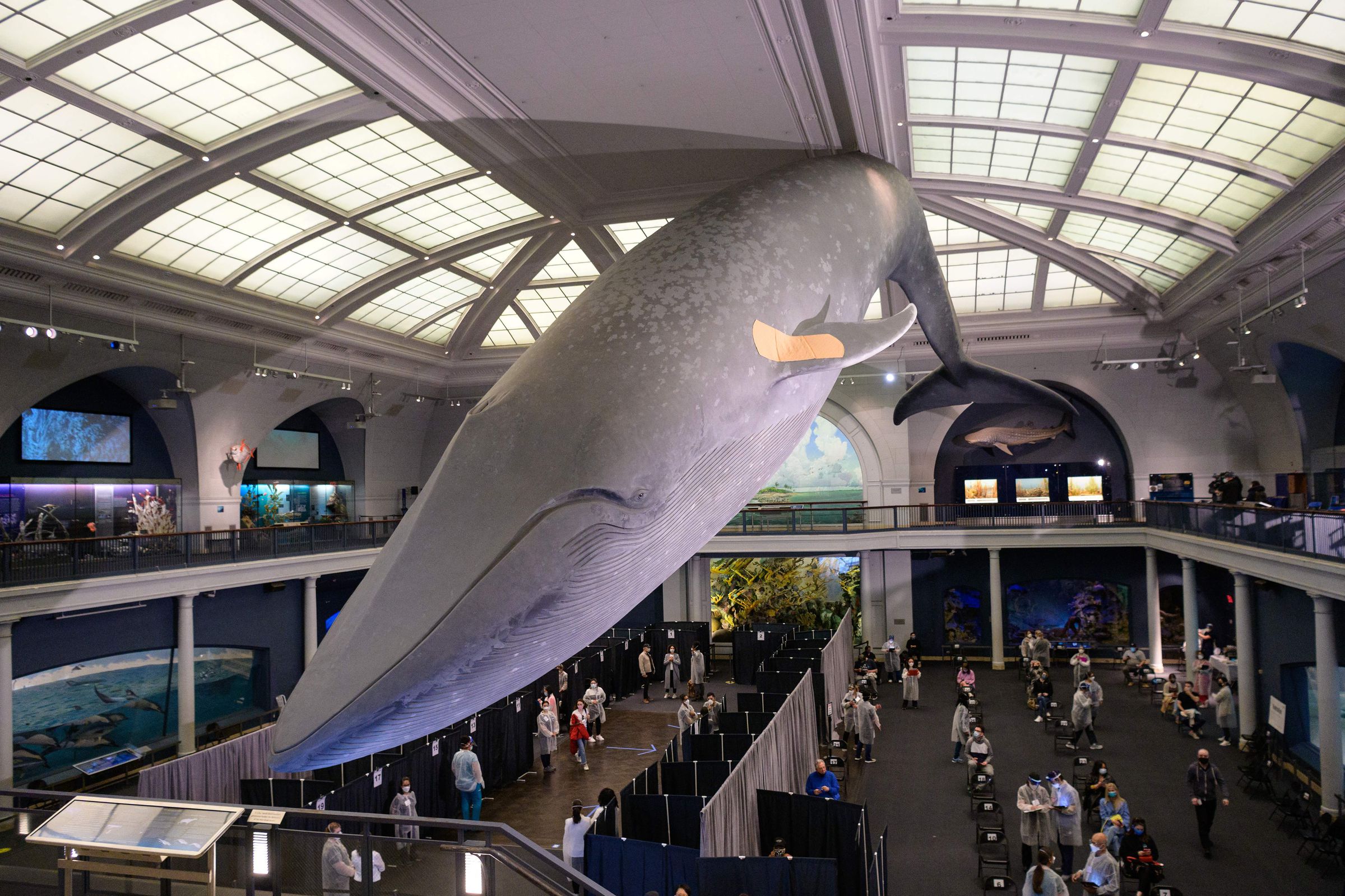 A statue of a blue whale with a band-aid on its fin hangs above a vaccination site. 