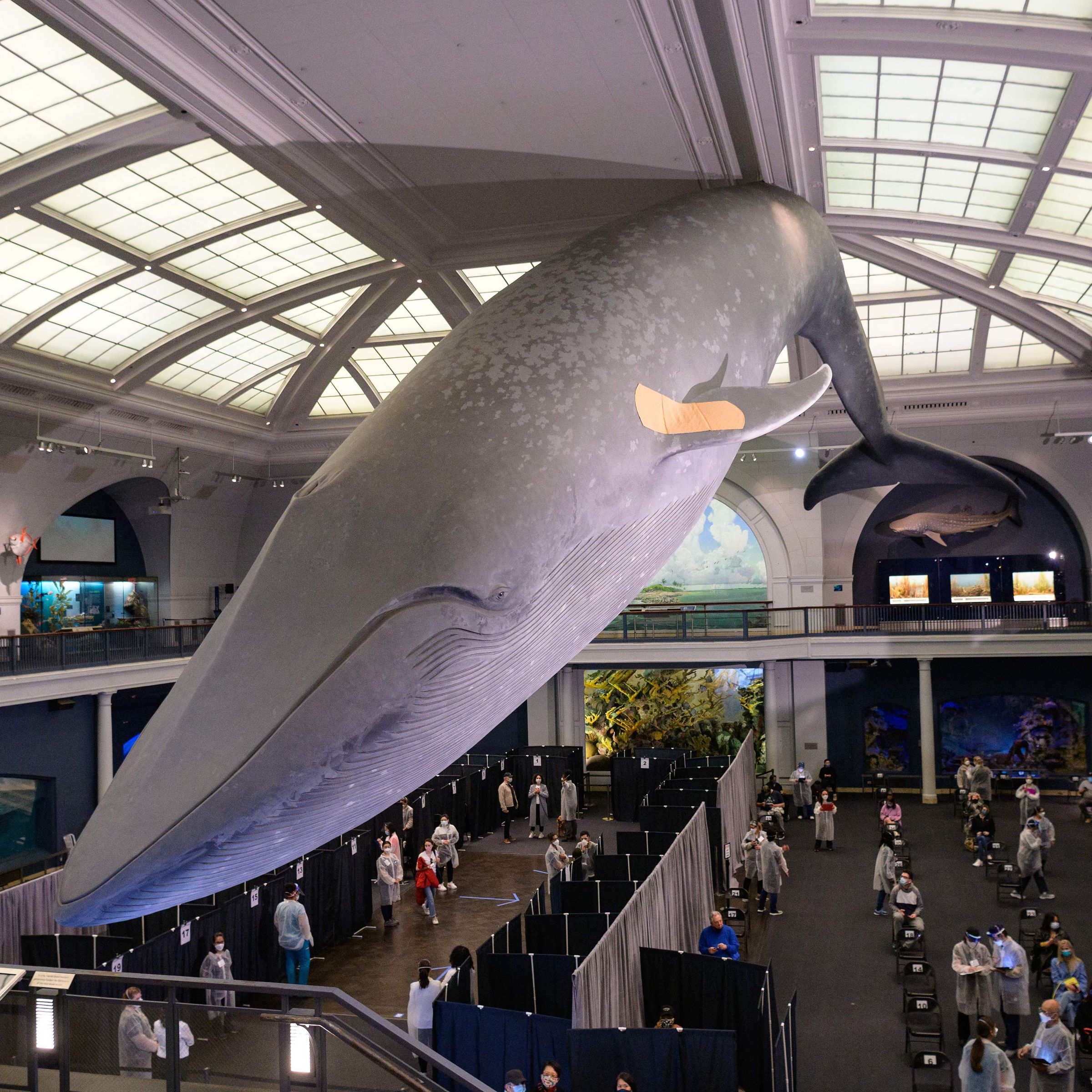 A statue of a blue whale with a band-aid on its fin hangs above a vaccination site. 