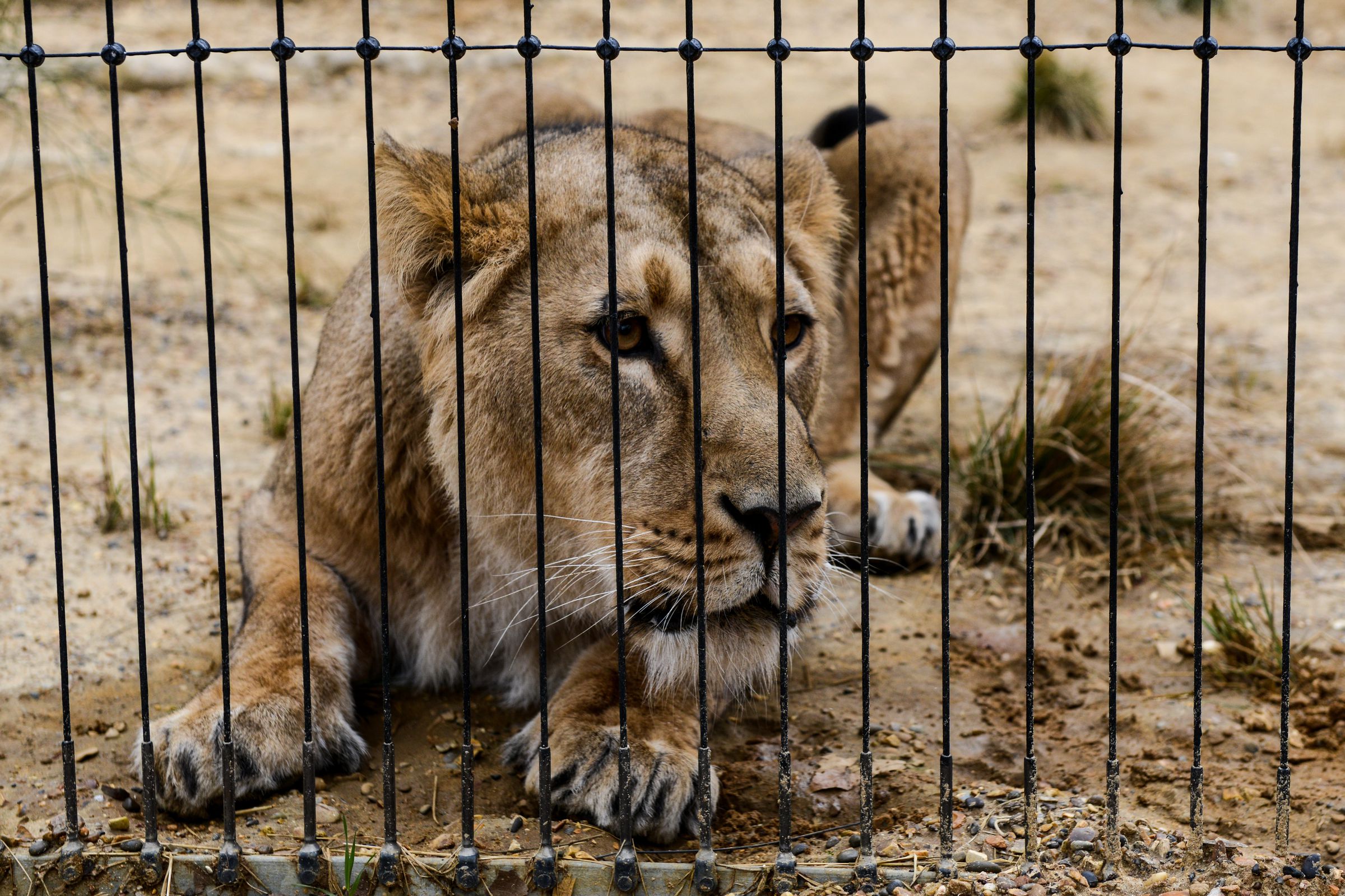 Finishing Touches Are Applied To The New Lion's Enclosure At London Zoo